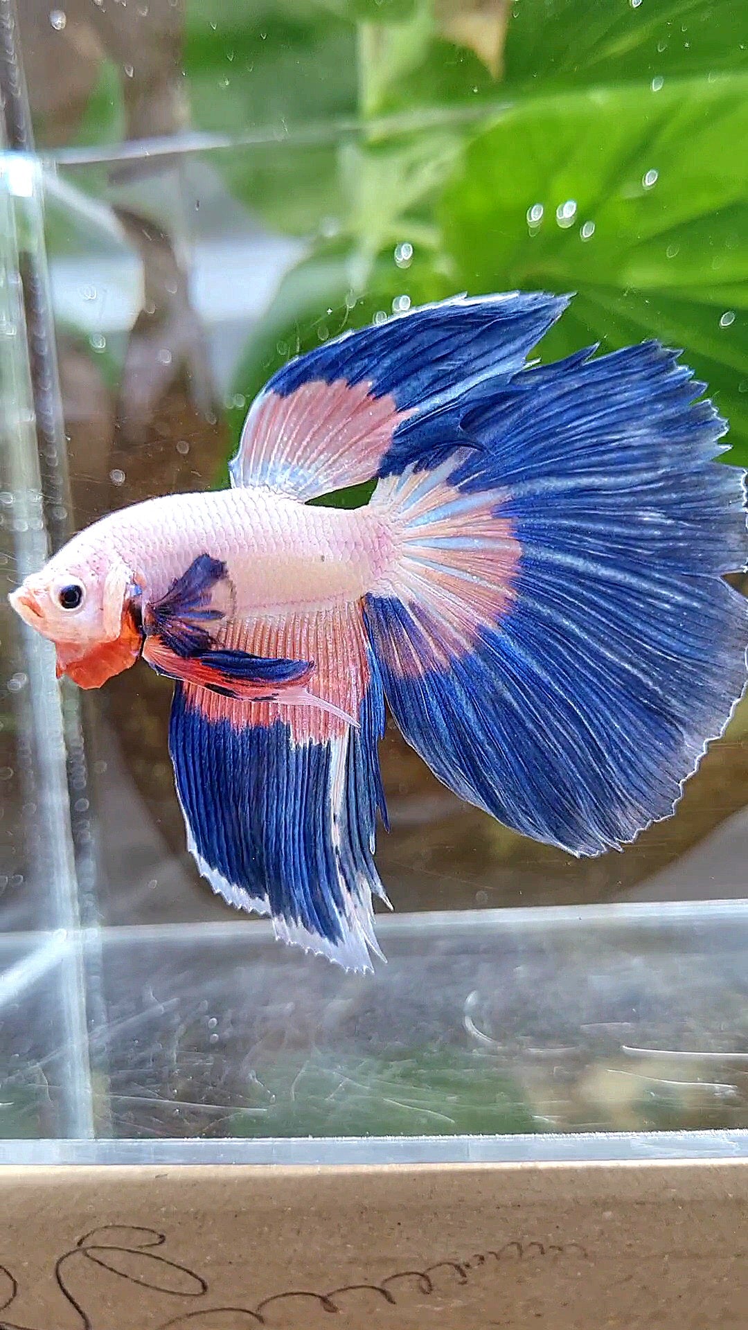HALFMOON BLUE PINK RIM FLAMINGGO PATTERN BETTA FISH