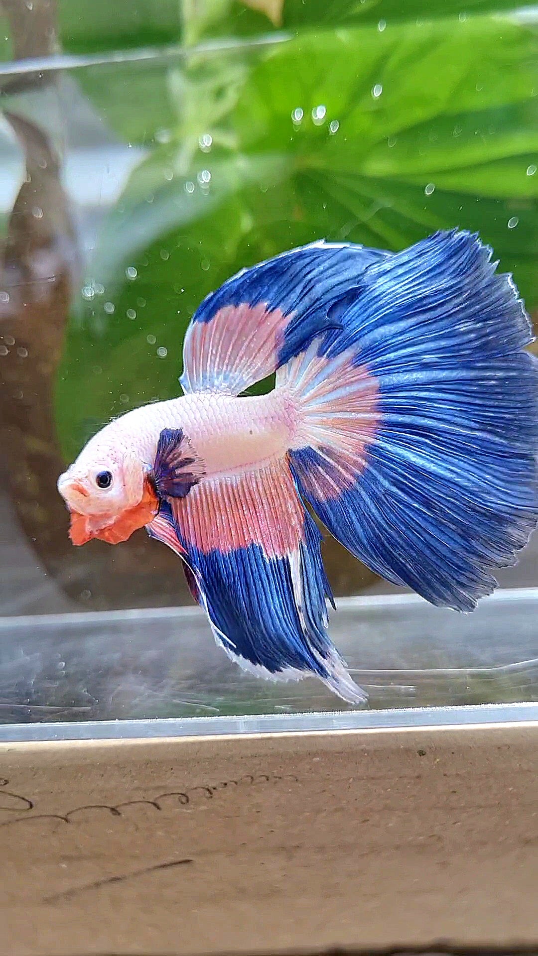 HALFMOON BLUE PINK RIM FLAMINGGO PATTERN BETTA FISH