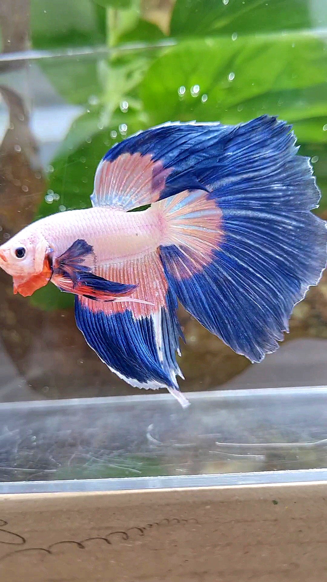 HALFMOON BLUE PINK RIM FLAMINGGO PATTERN BETTA FISH