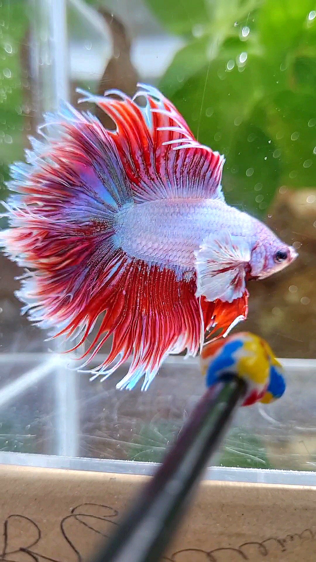 LUXURY HALFSUN DOUBLE TAIL DUMBO EAR RED UNICORN BETTA FISH