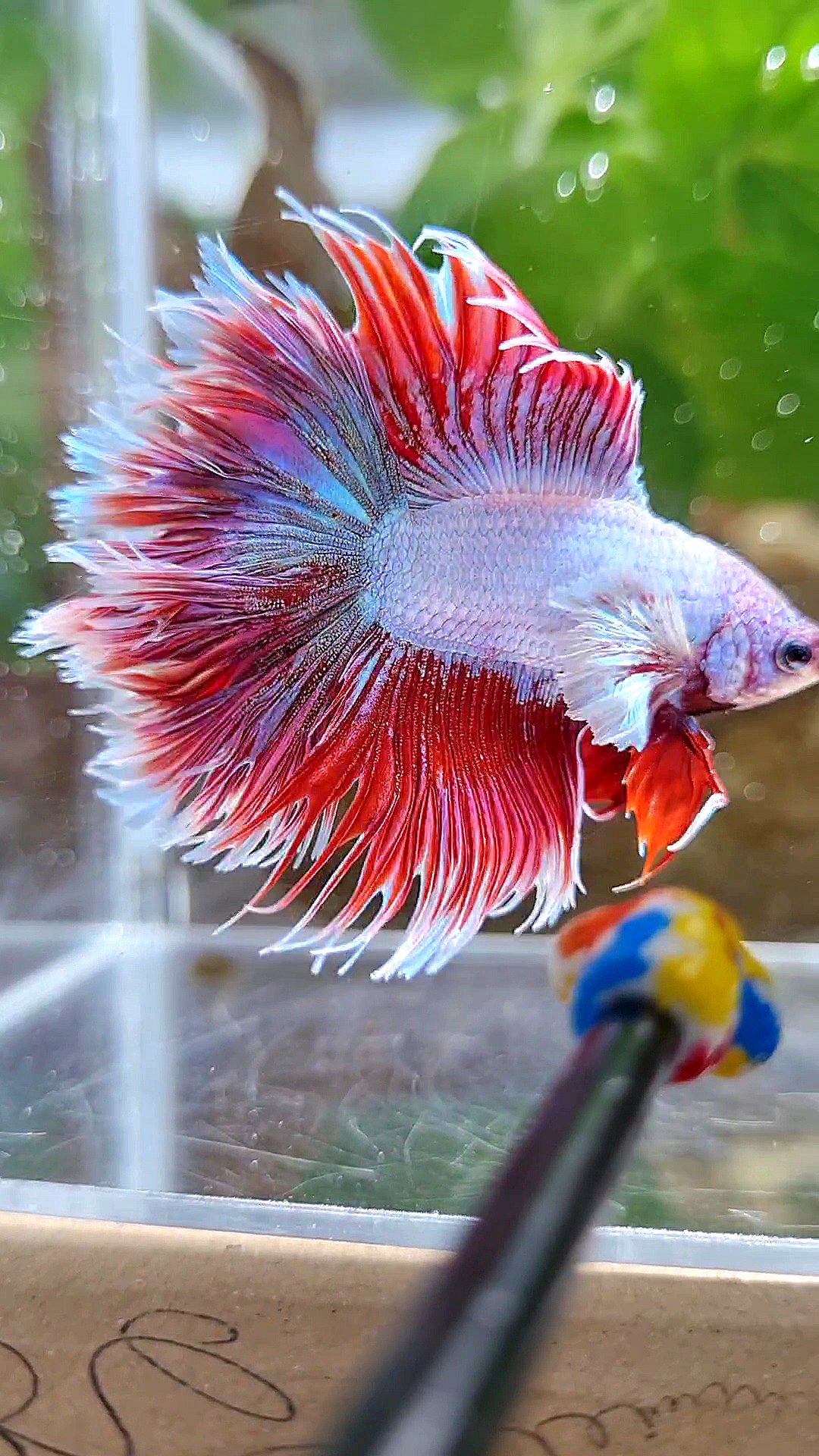 LUXURY HALFSUN DOUBLE TAIL DUMBO EAR RED UNICORN BETTA FISH