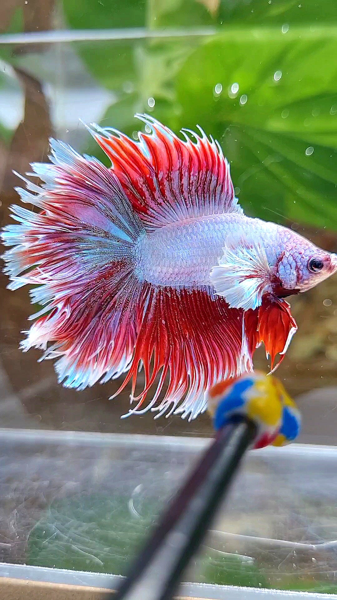 LUXURY HALFSUN DOUBLE TAIL DUMBO EAR RED UNICORN BETTA FISH