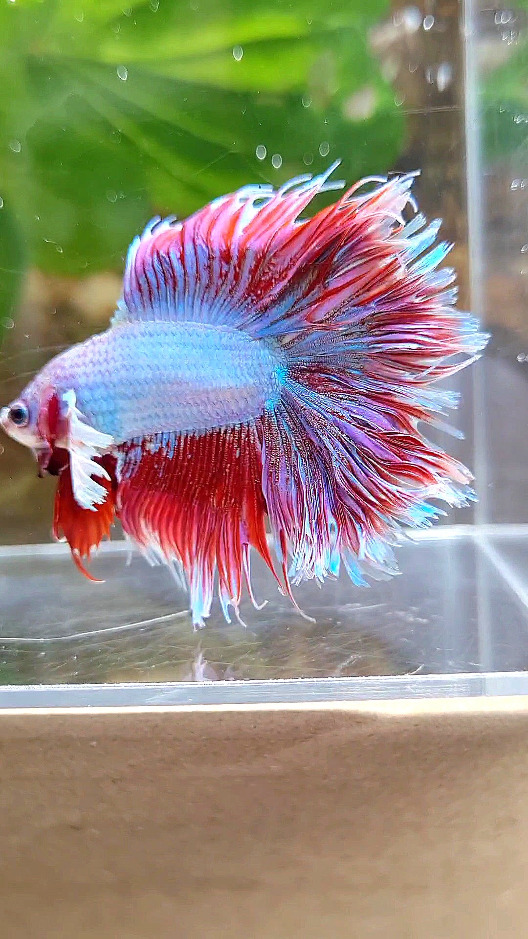 LUXURY HALFSUN DOUBLE TAIL DUMBO EAR RED UNICORN BETTA FISH