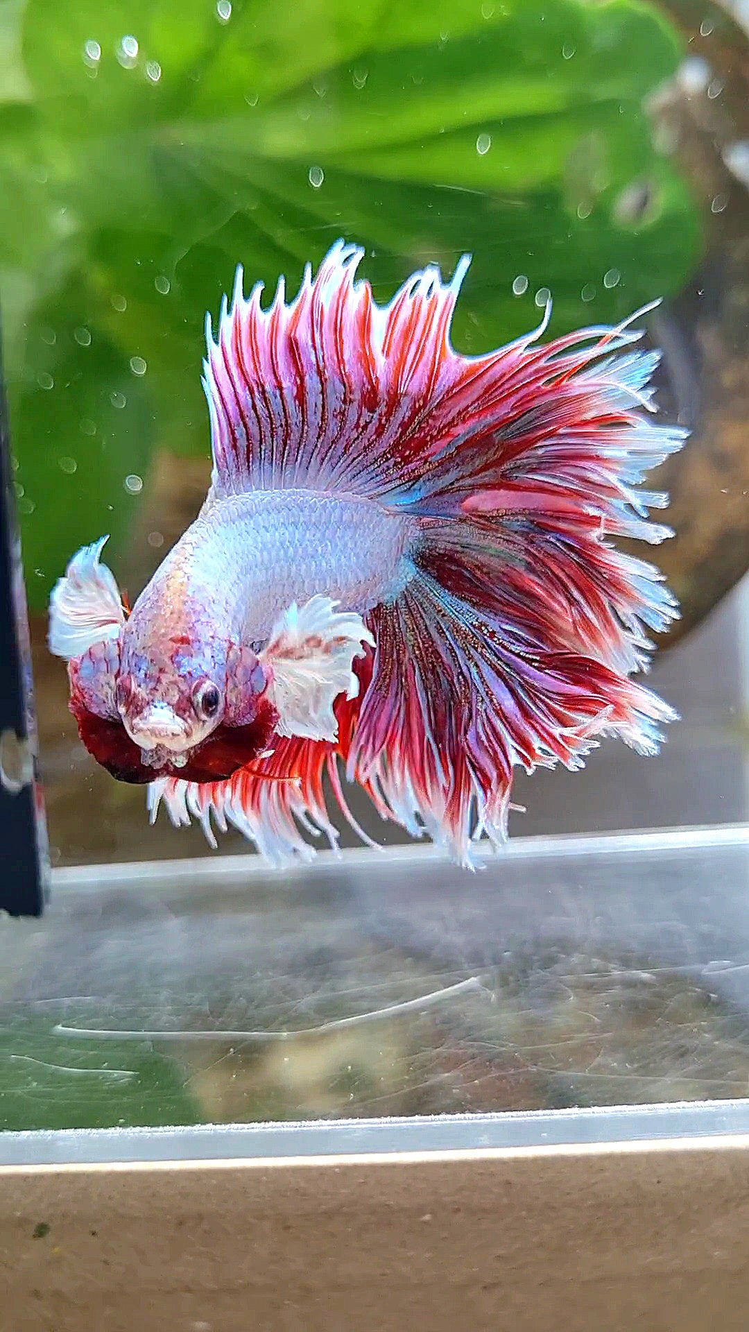 LUXURY HALFSUN DOUBLE TAIL DUMBO EAR RED UNICORN BETTA FISH