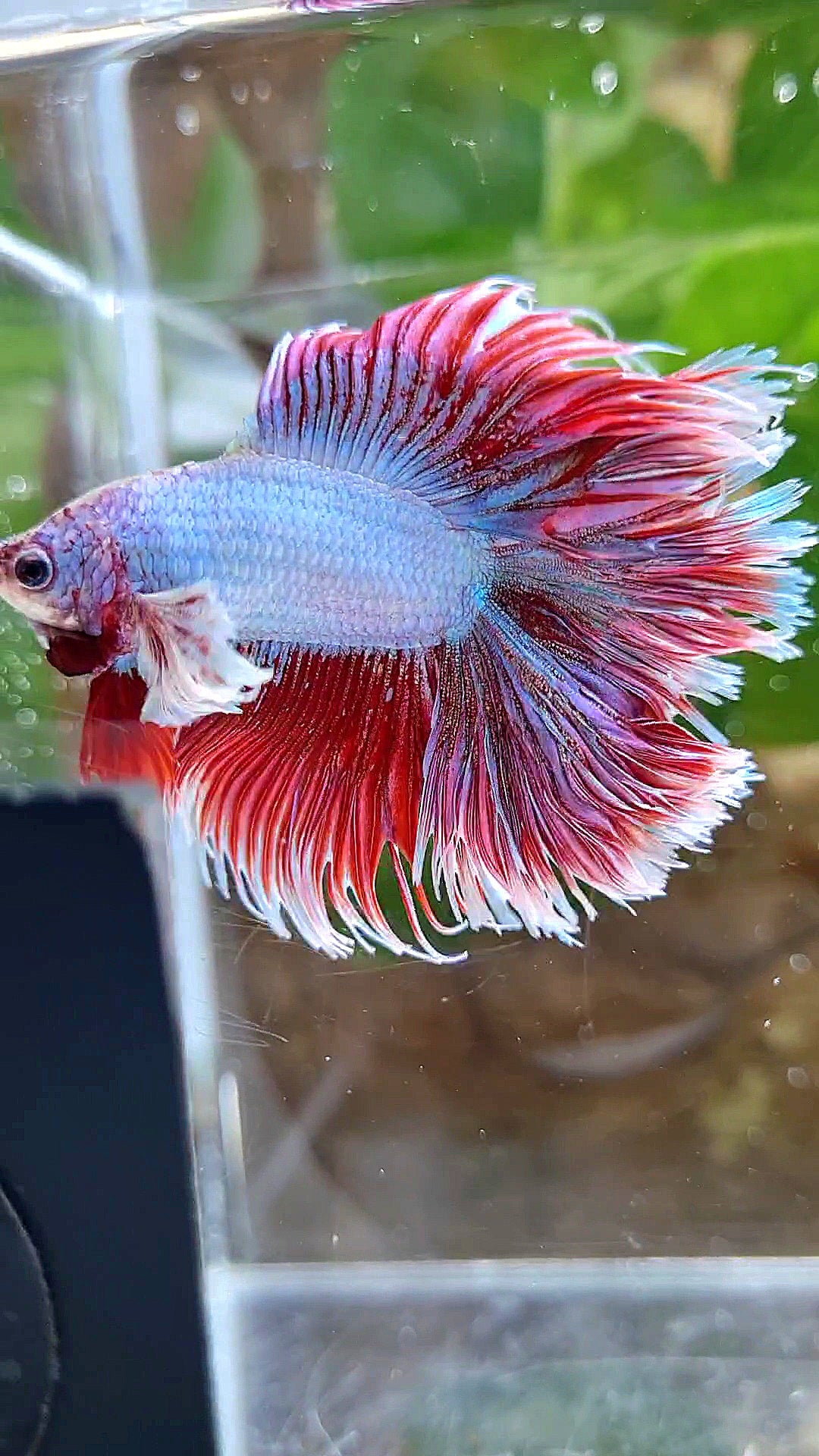 LUXURY HALFSUN DOUBLE TAIL DUMBO EAR RED UNICORN BETTA FISH