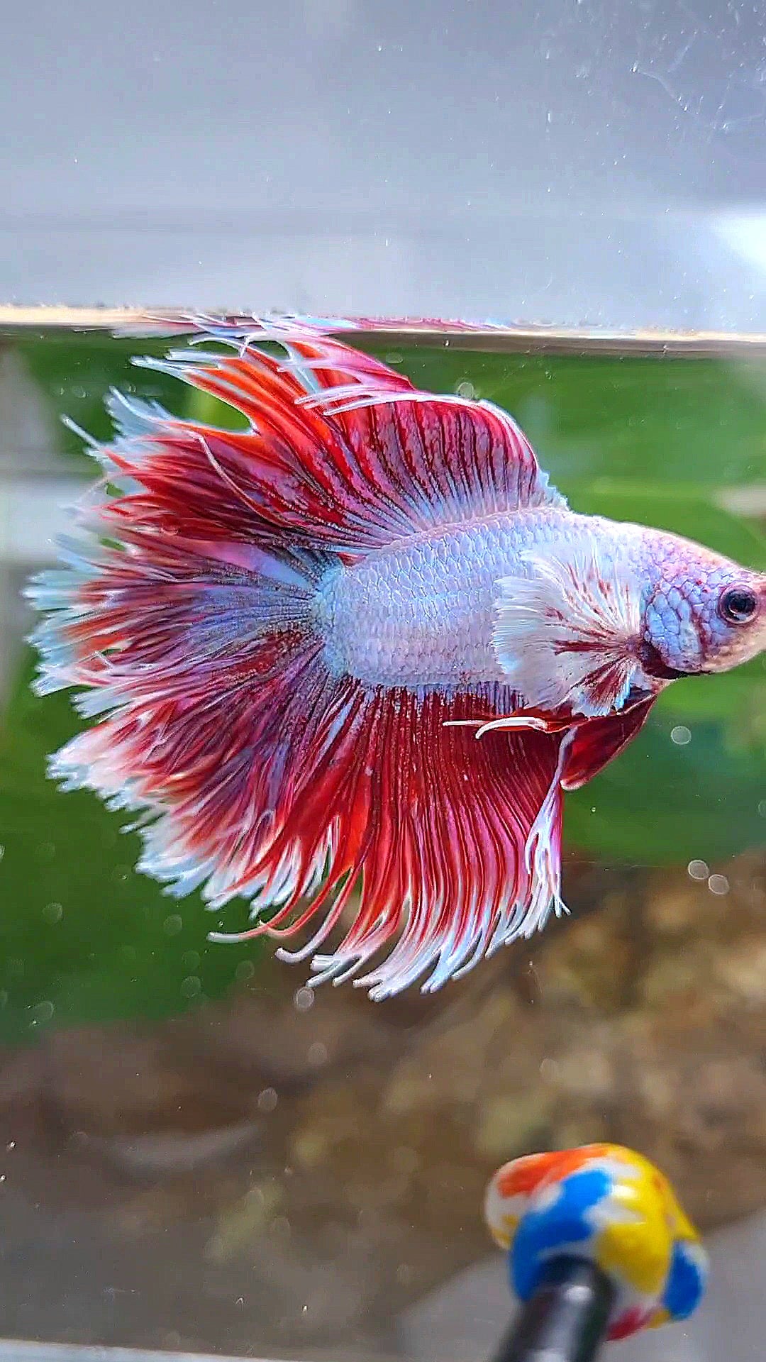 LUXURY HALFSUN DOUBLE TAIL DUMBO EAR RED UNICORN BETTA FISH
