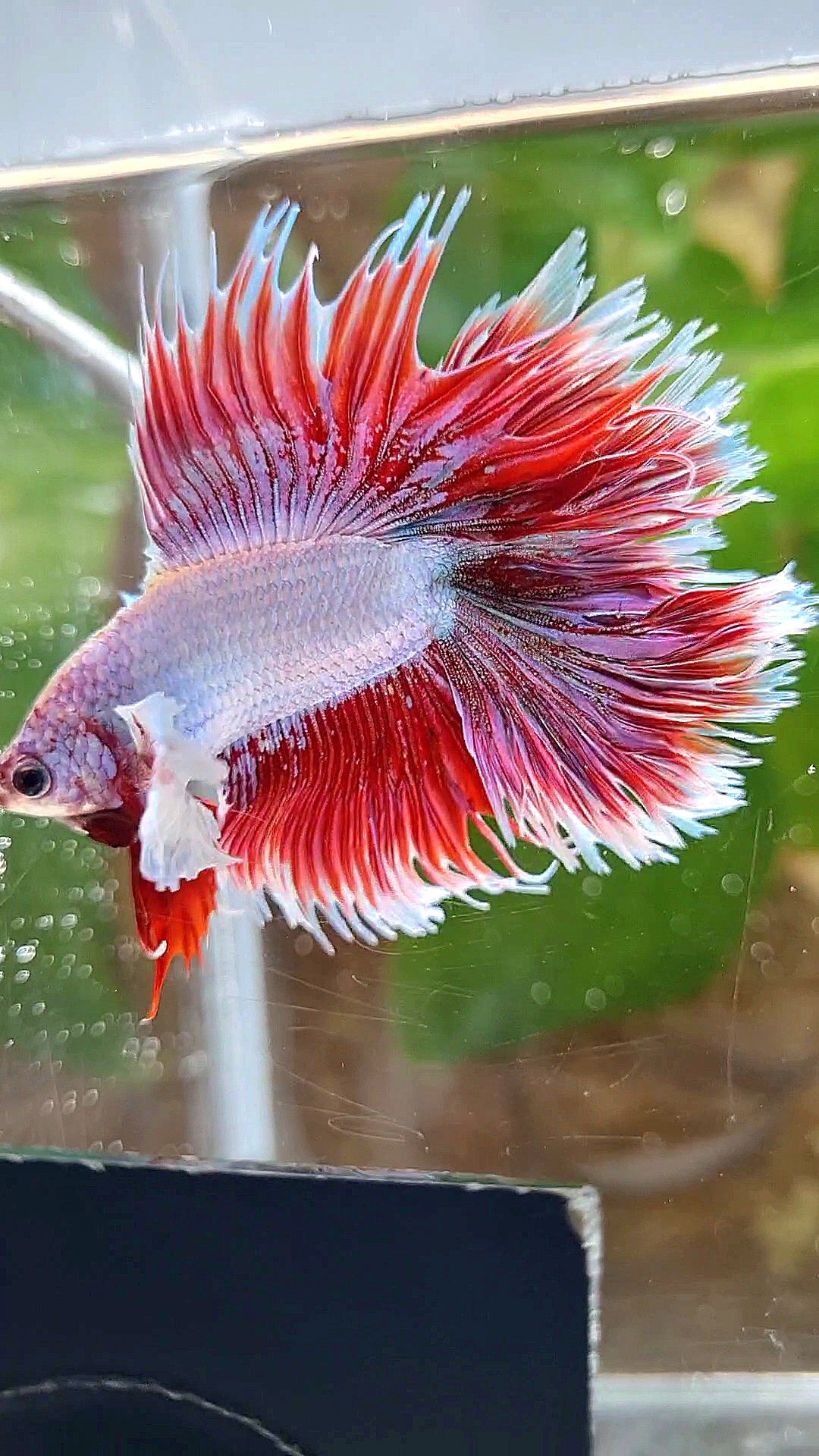 LUXURY HALFSUN DOUBLE TAIL DUMBO EAR RED UNICORN BETTA FISH