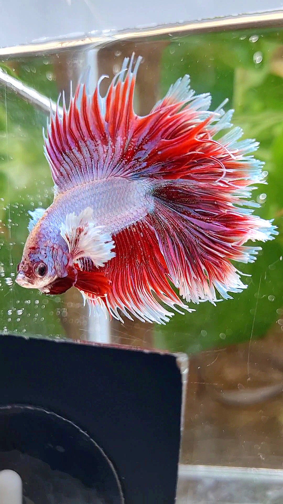 LUXURY HALFSUN DOUBLE TAIL DUMBO EAR RED UNICORN BETTA FISH