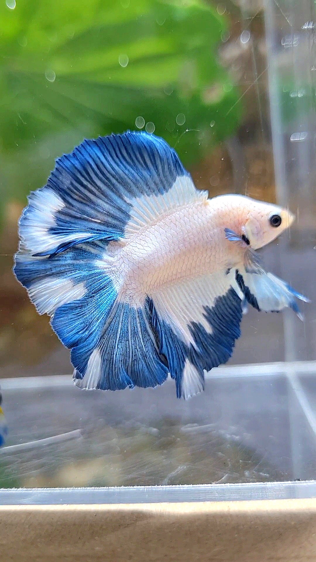 LUXURY HALFMOON DOUBLE TAIL BLUE RIM PATTERN BETTA FISH