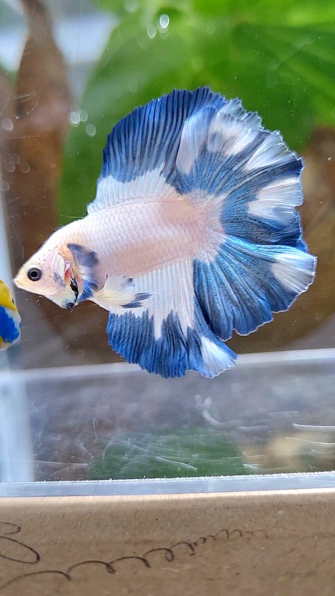 LUXURY HALFMOON DOUBLE TAIL BLUE RIM PATTERN BETTA FISH