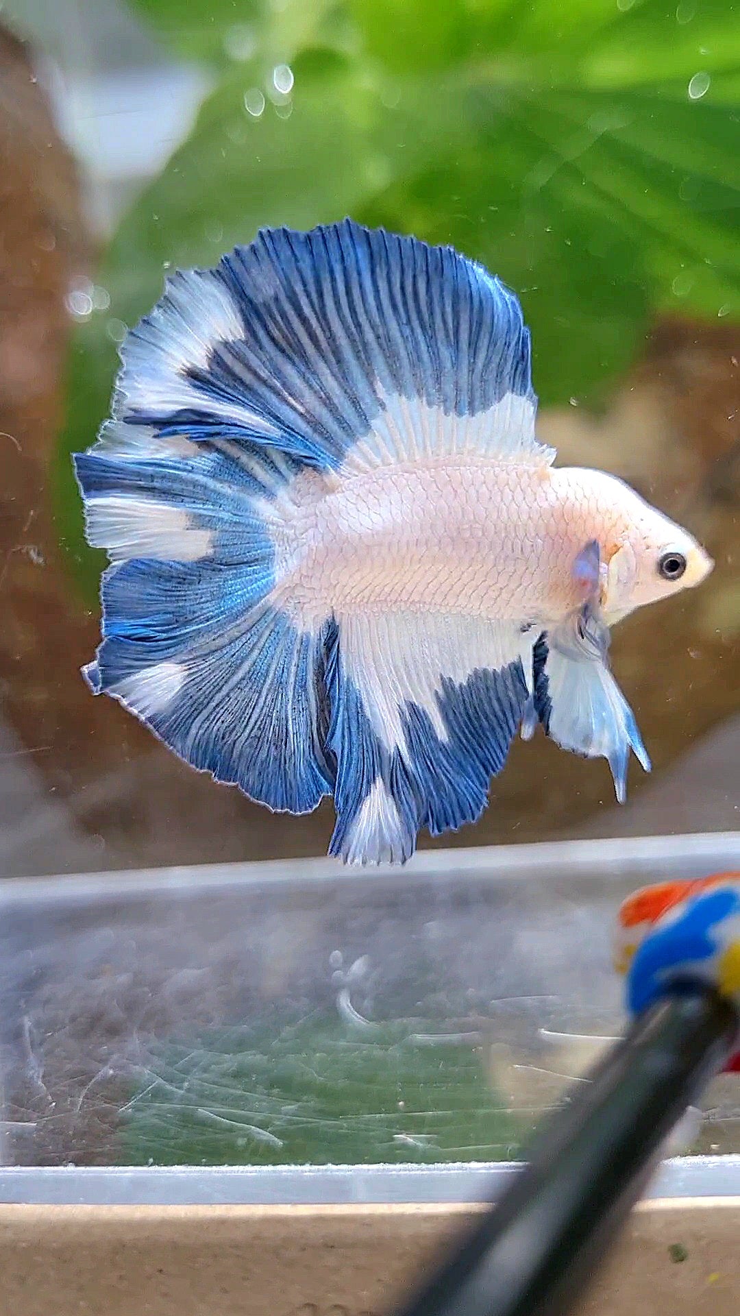 LUXURY HALFMOON DOUBLE TAIL BLUE RIM PATTERN BETTA FISH