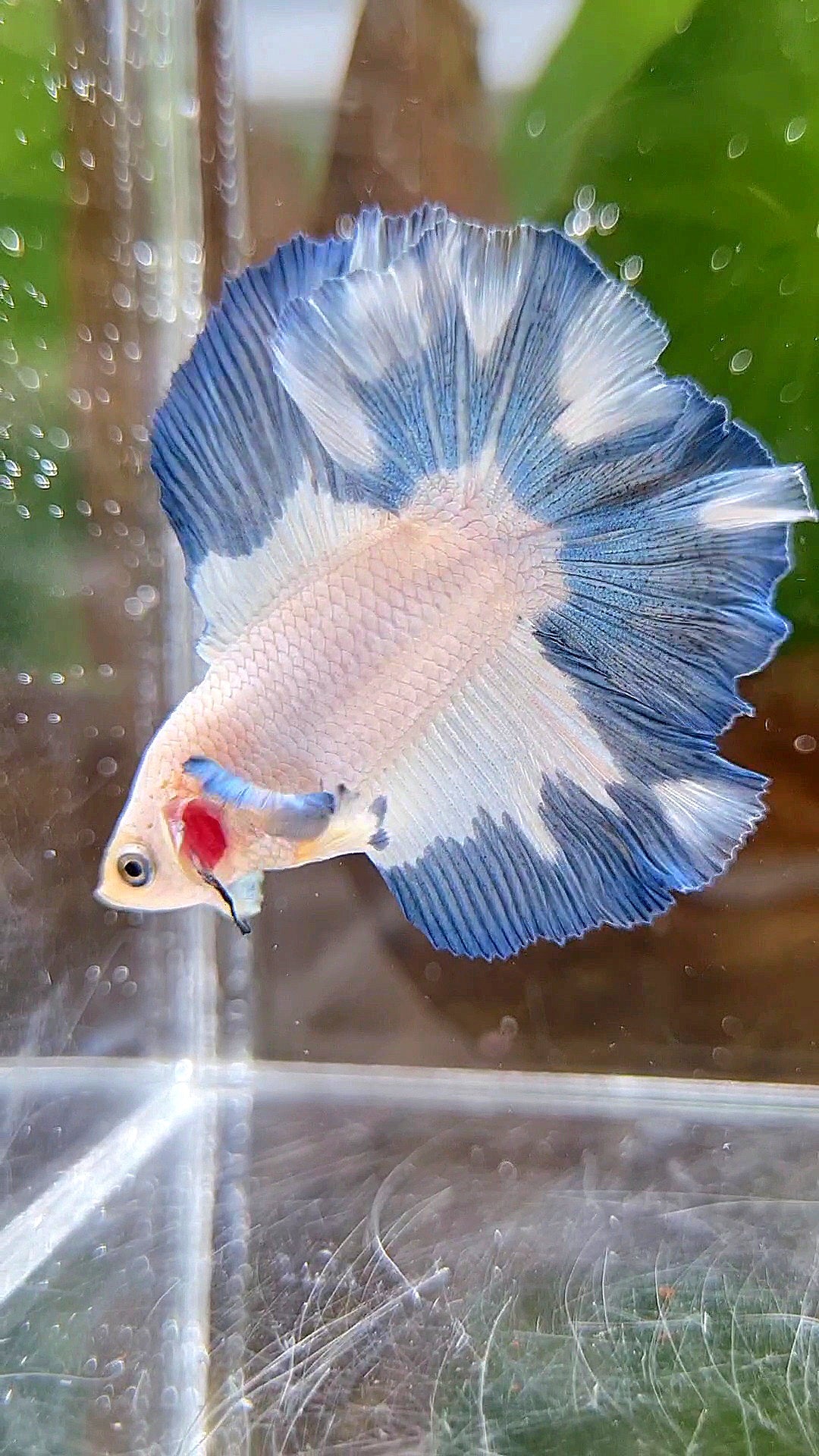 LUXURY HALFMOON DOUBLE TAIL BLUE RIM PATTERN BETTA FISH