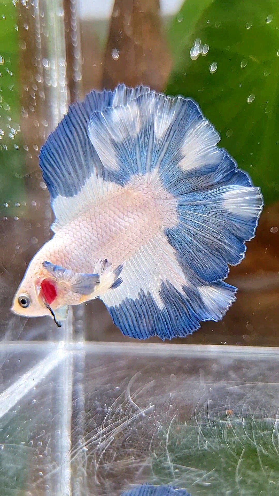 LUXURY HALFMOON DOUBLE TAIL BLUE RIM PATTERN BETTA FISH