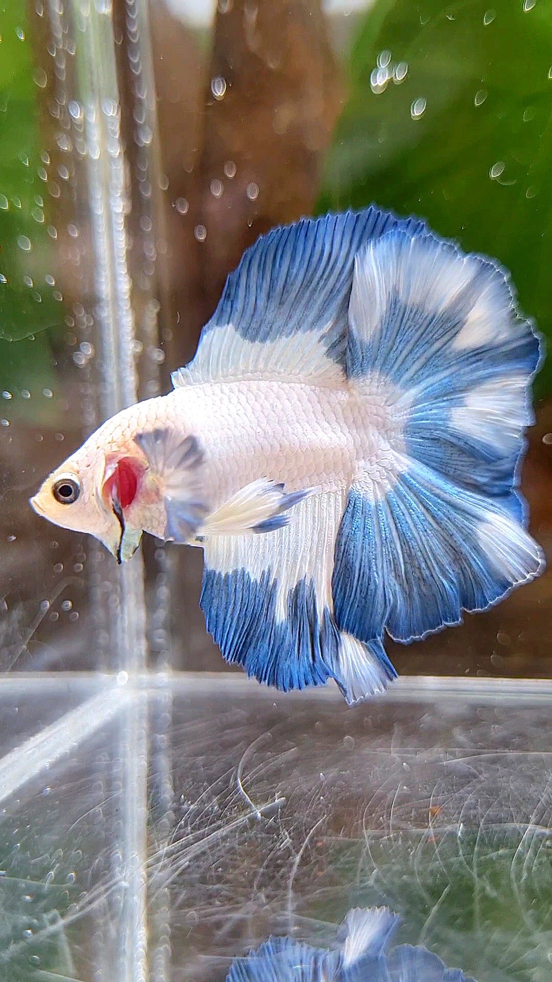LUXURY HALFMOON DOUBLE TAIL BLUE RIM PATTERN BETTA FISH