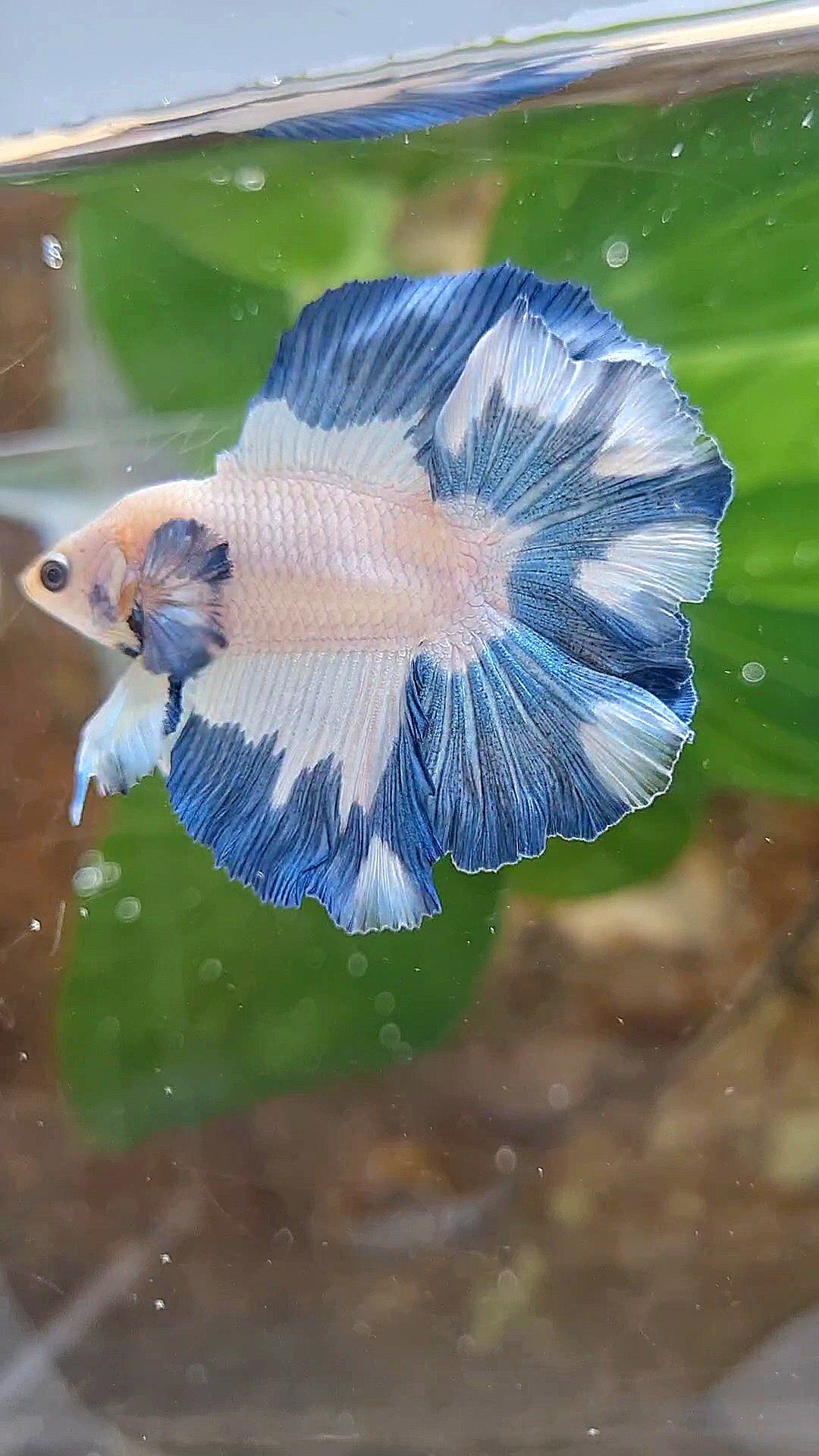 LUXURY HALFMOON DOUBLE TAIL BLUE RIM PATTERN BETTA FISH