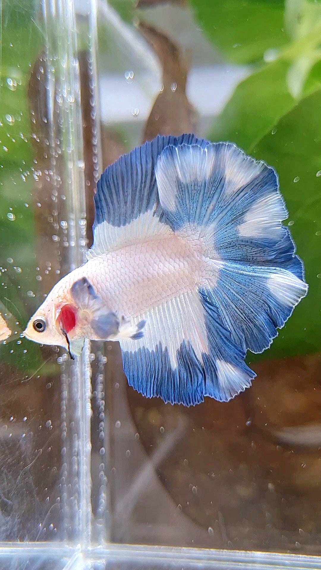 LUXURY HALFMOON DOUBLE TAIL BLUE RIM PATTERN BETTA FISH