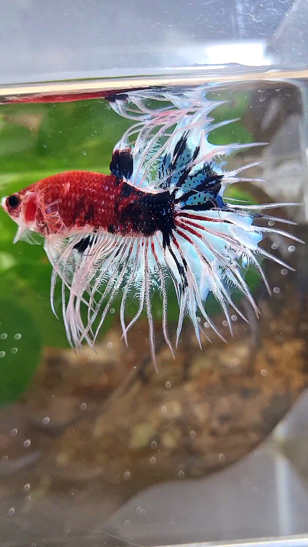 CROWNTAIL DARK RED FANCY KOI BETTA FISH