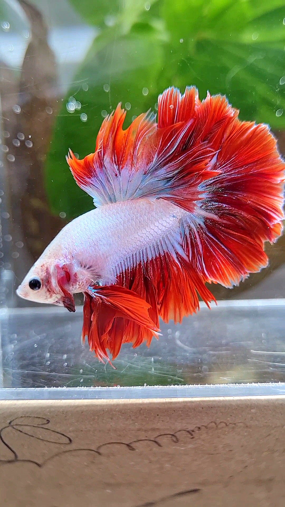 KING ROSETAIL HALFMOON PURPLE RED MASCOT BETTA FISH