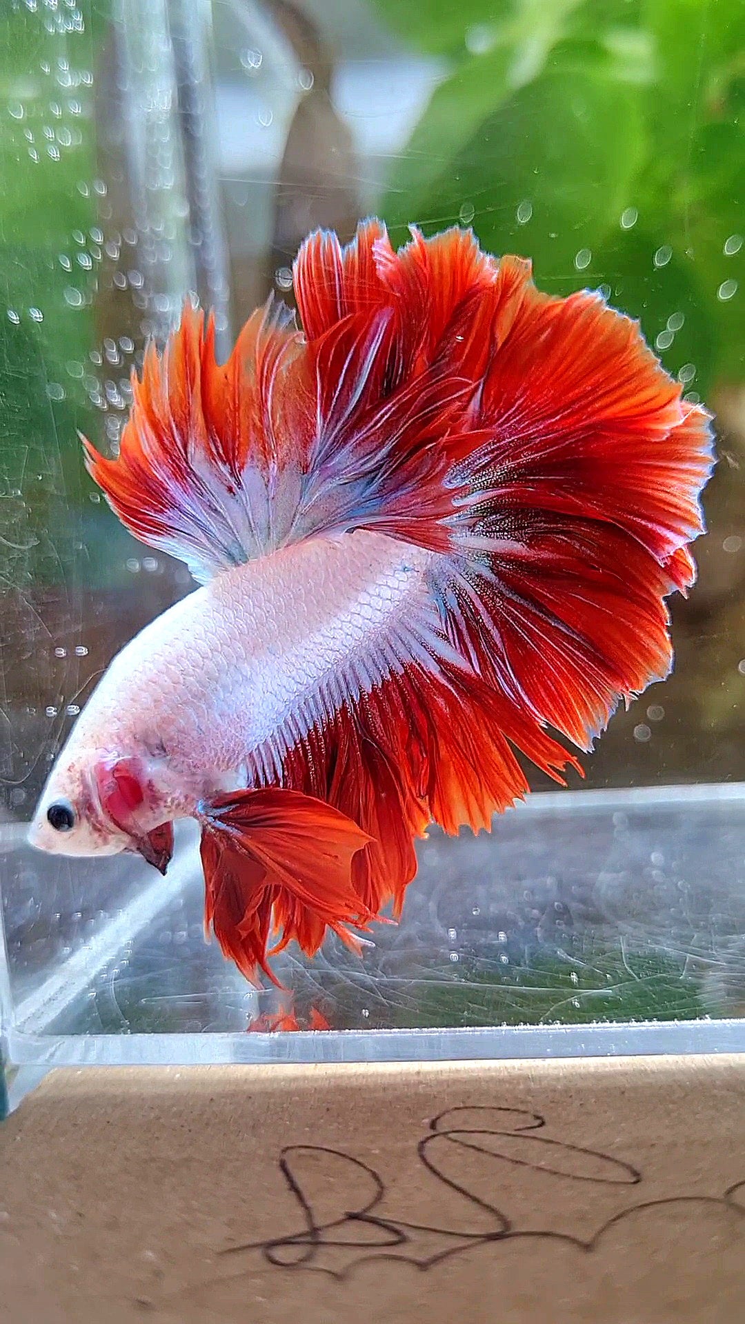 KING ROSETAIL HALFMOON PURPLE RED MASCOT BETTA FISH