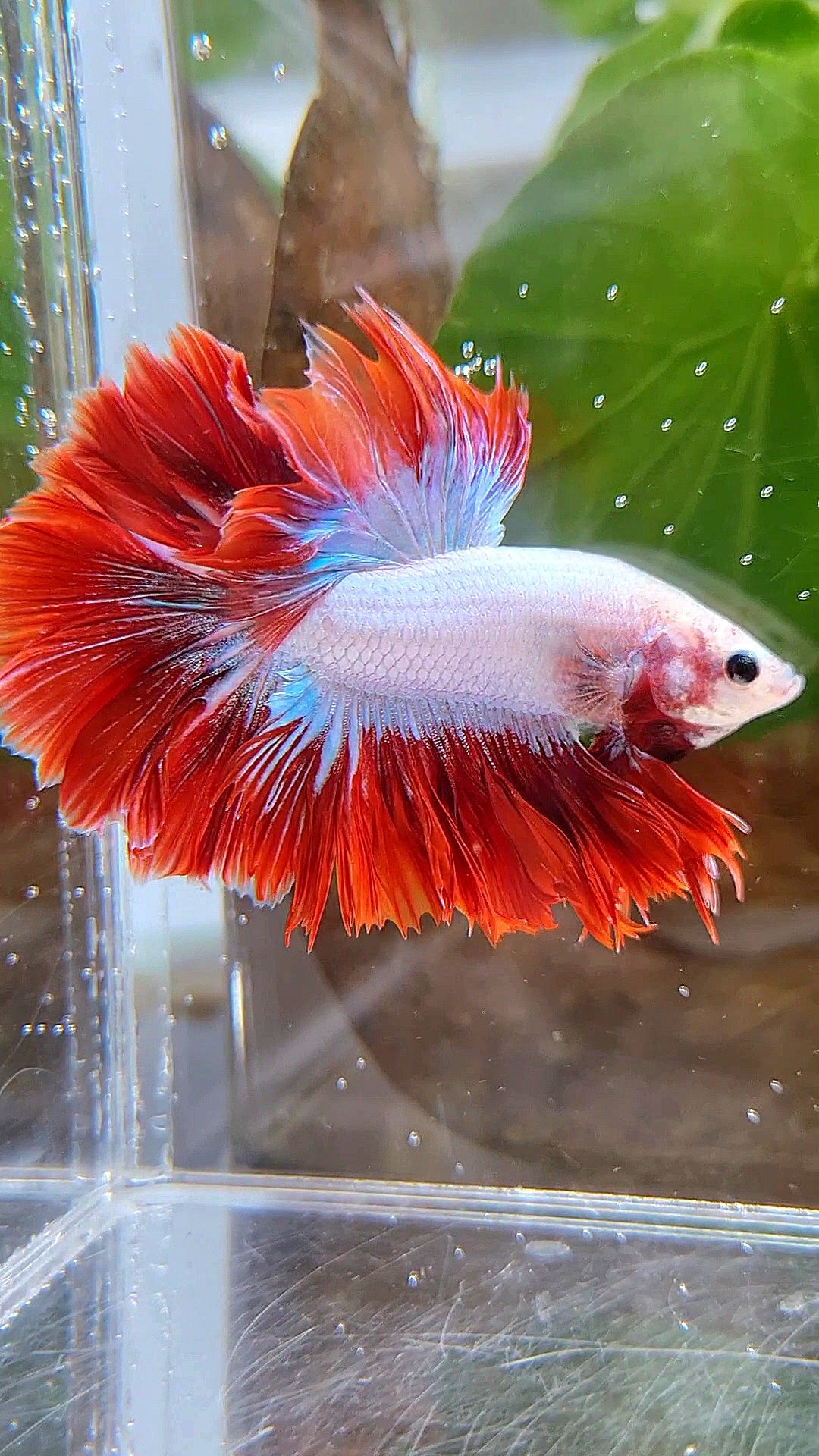 KING ROSETAIL HALFMOON PURPLE RED MASCOT BETTA FISH