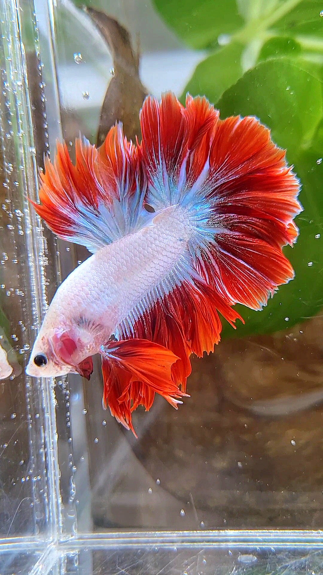 KING ROSETAIL HALFMOON PURPLE RED MASCOT BETTA FISH