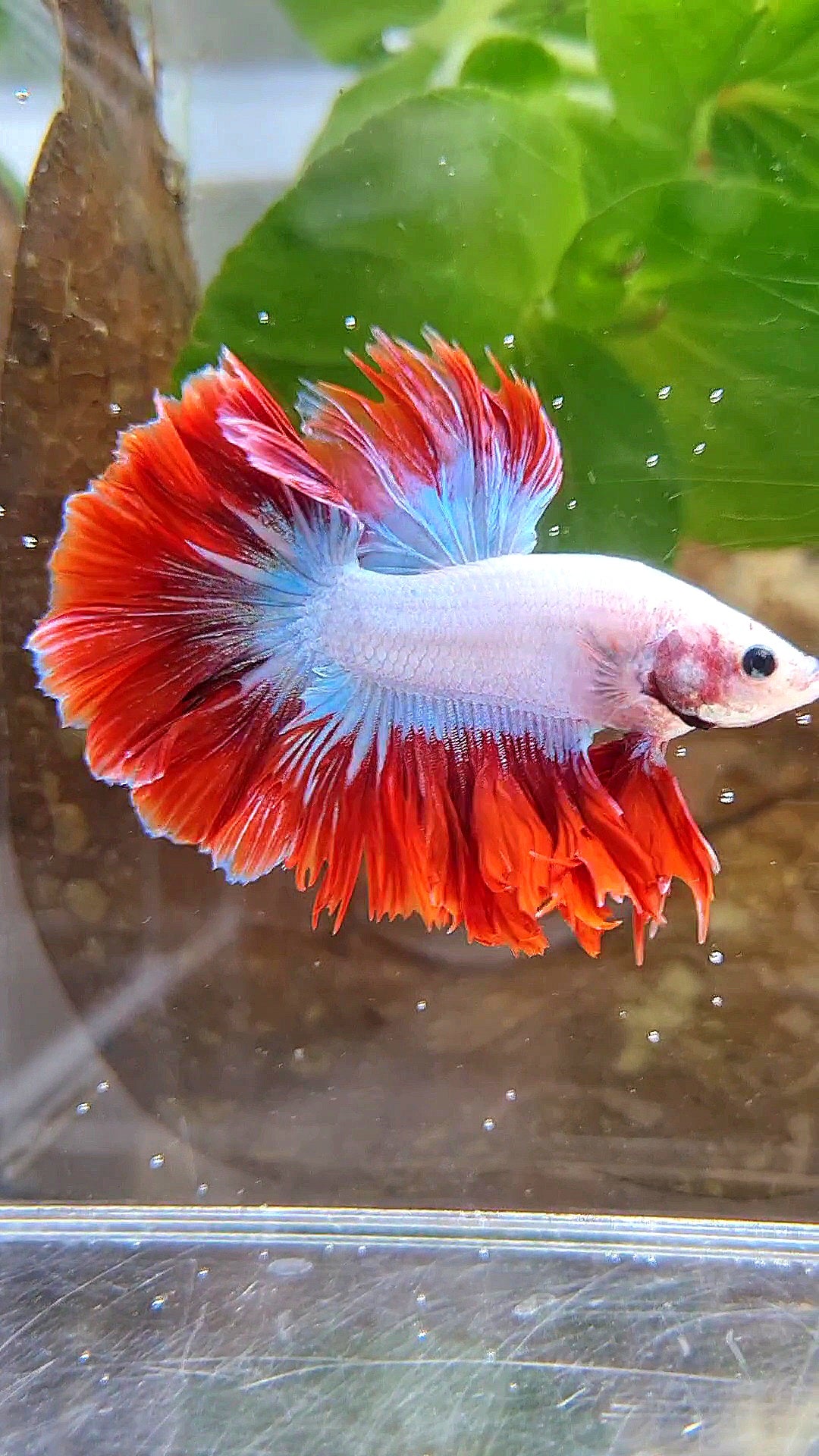 KING ROSETAIL HALFMOON PURPLE RED MASCOT BETTA FISH