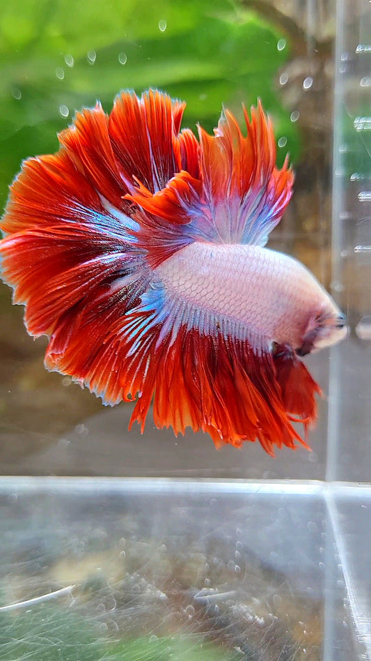 KING ROSETAIL HALFMOON PURPLE RED MASCOT BETTA FISH