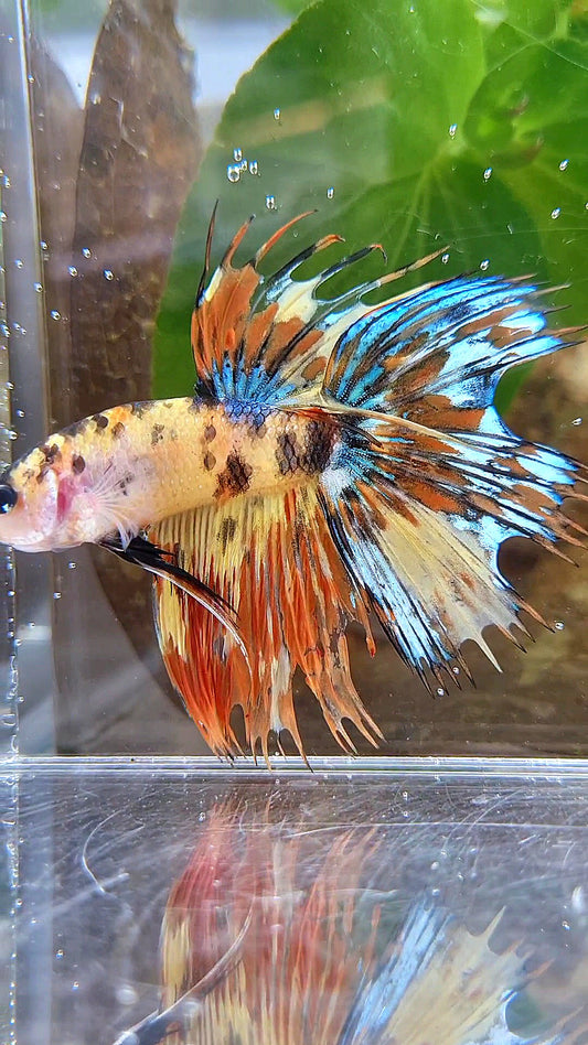 CROWNTAIL HALFSUN SUPER MULTICOLOR YELLOW ORANGE BETTA FISH