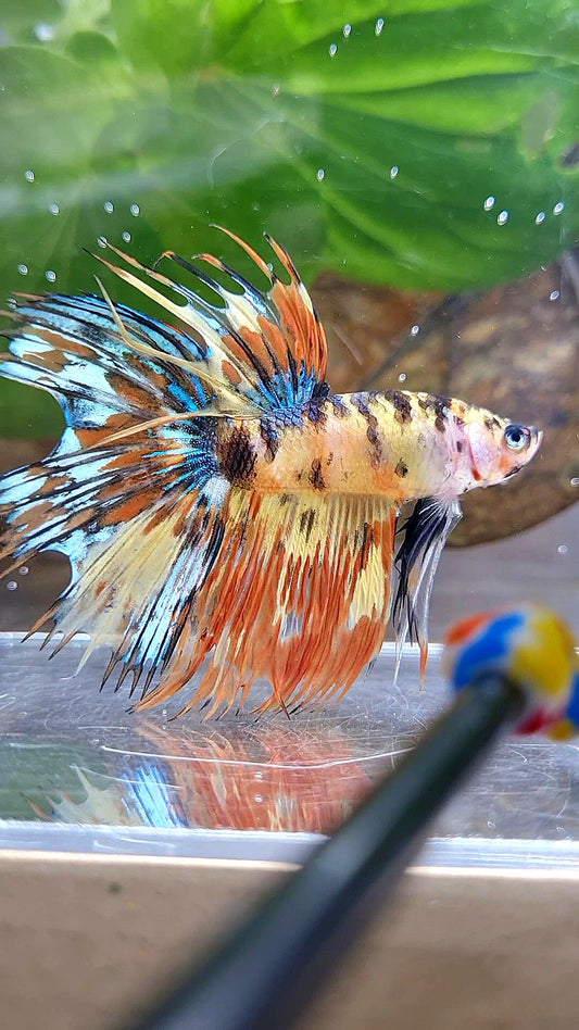 CROWNTAIL HALFSUN SUPER MULTICOLOR YELLOW ORANGE BETTA FISH