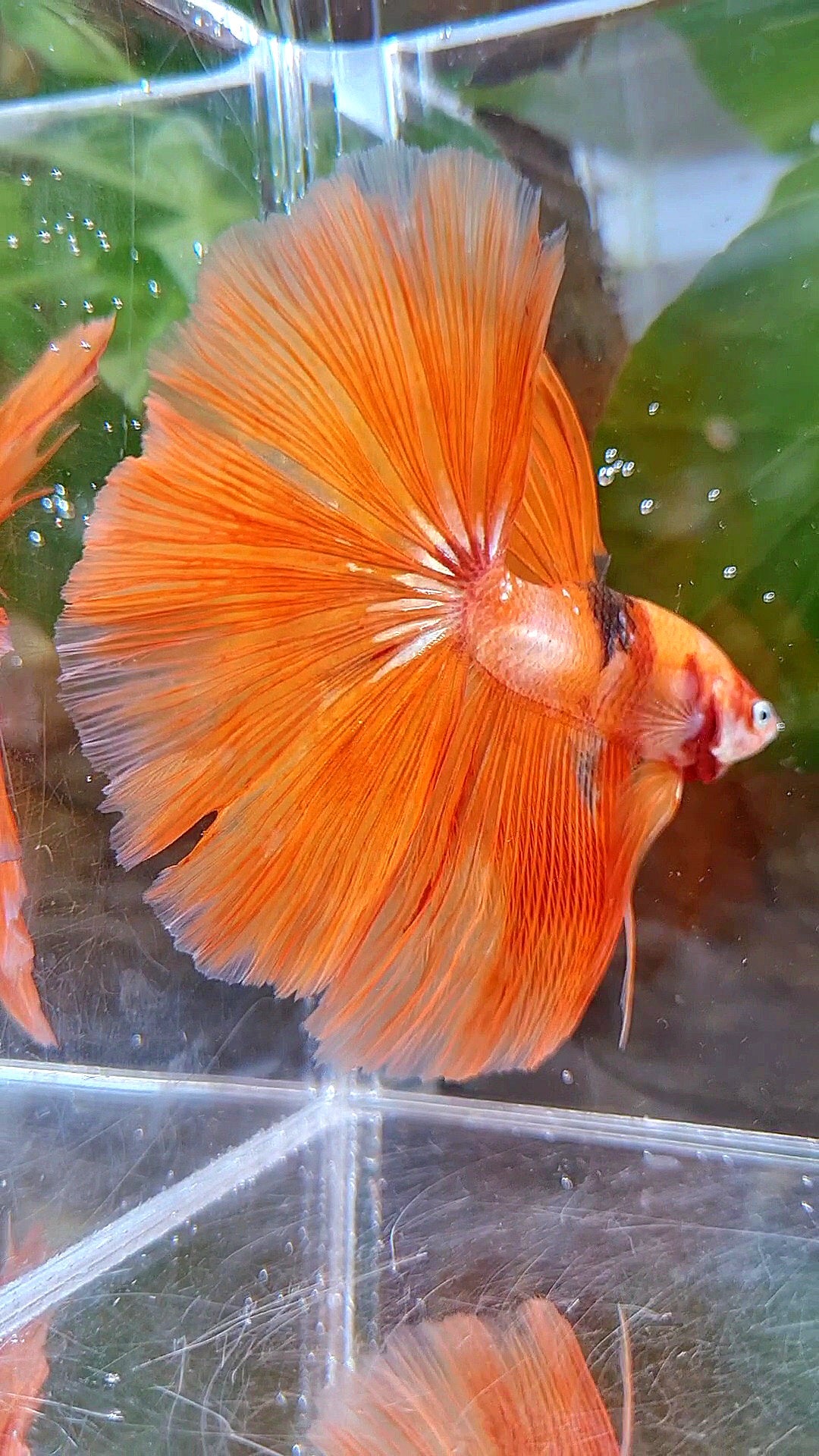 HALFMOON ROSETAIL ORANGE KOI FIRE WILD BETTA FISH