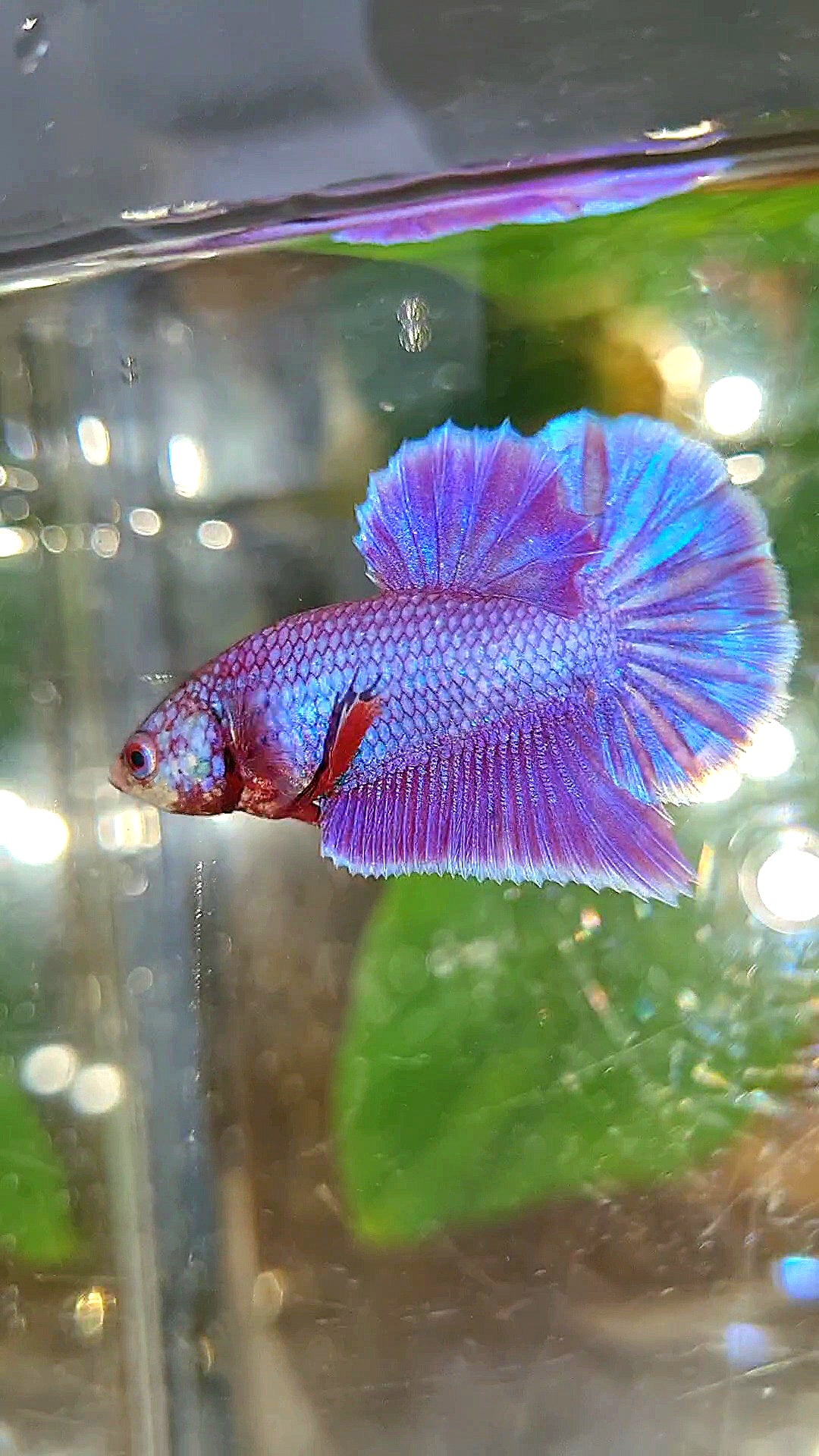 PLAKAT SUPER PURPLE SOLID BETTA FISH