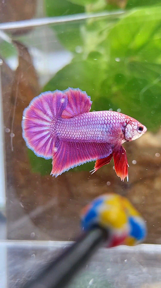 PLAKAT SUPER PURPLE SOLID BETTA FISH