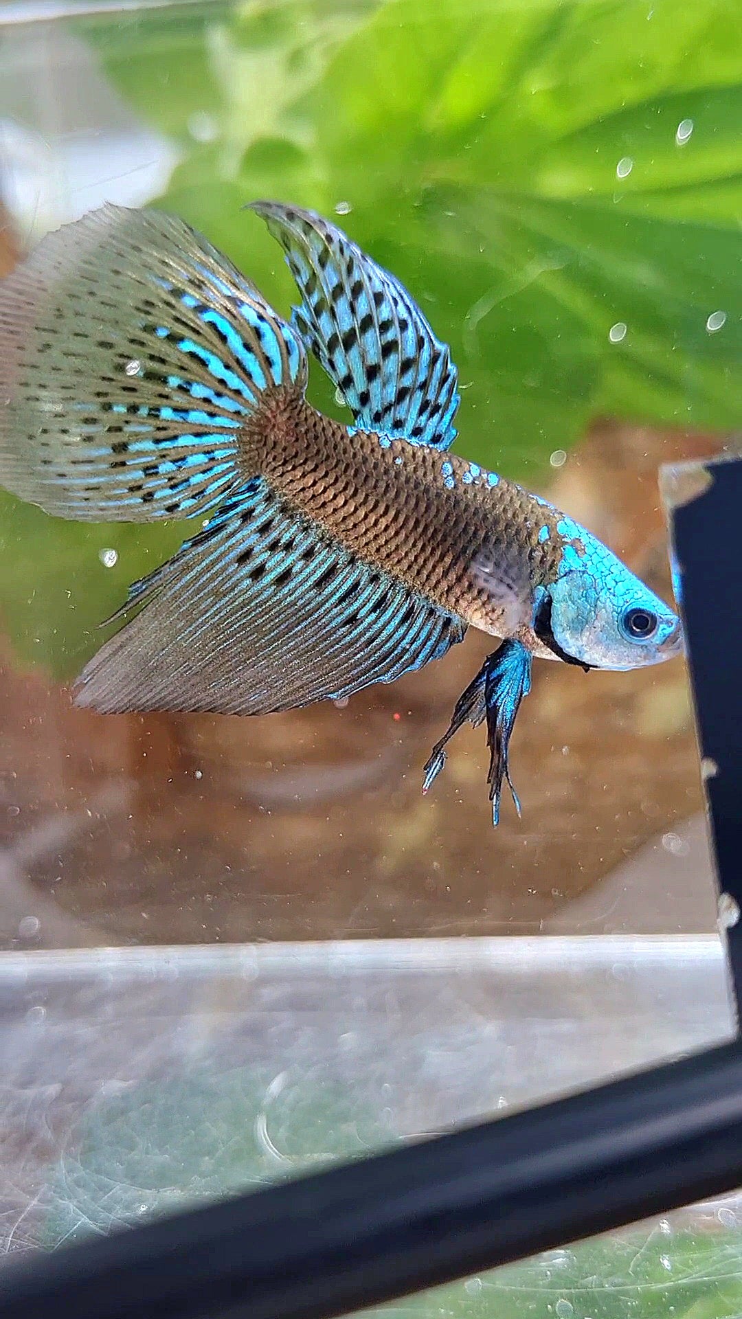 LONGFIN ALIEN SAMURAI BLUE GREEN HYBRID WILD BETTA FISH