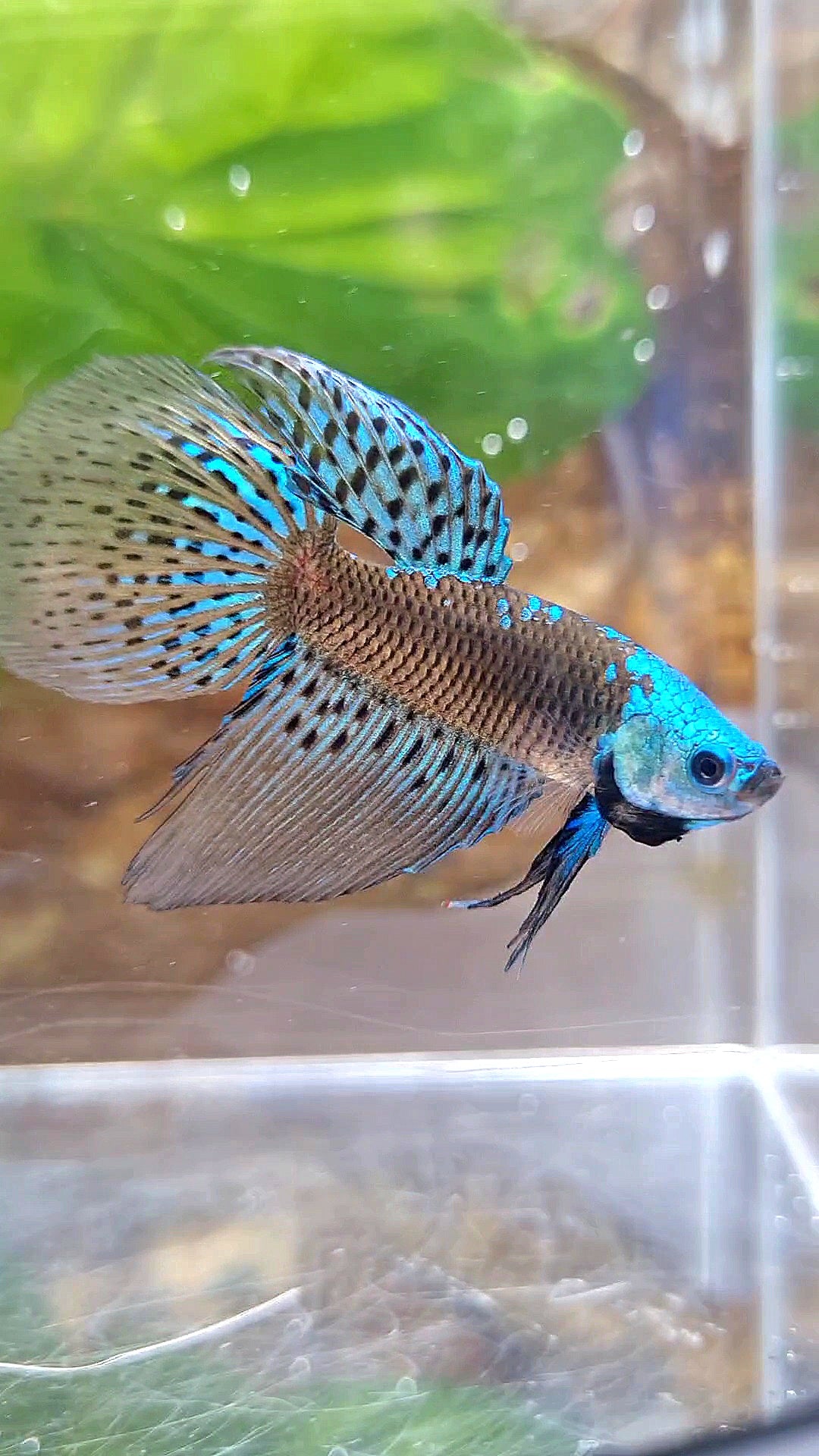 LONGFIN ALIEN SAMURAI BLUE GREEN HYBRID WILD BETTA FISH
