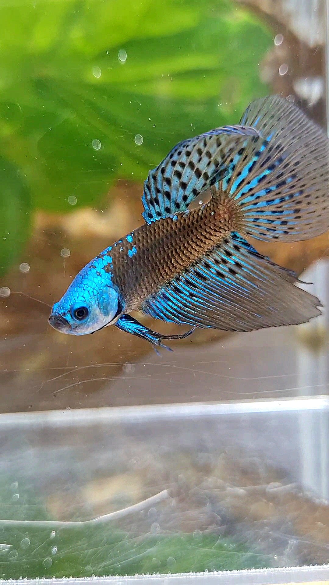 LONGFIN ALIEN SAMURAI BLUE GREEN HYBRID WILD BETTA FISH