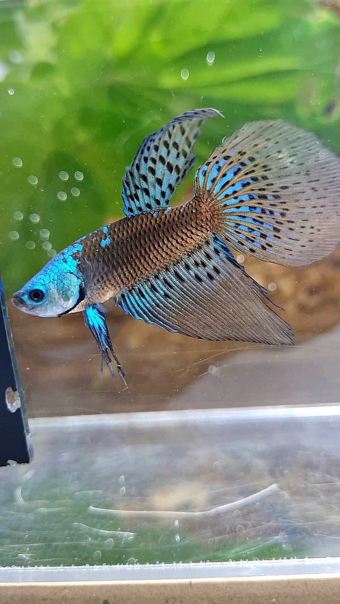 LONGFIN ALIEN SAMURAI BLUE GREEN HYBRID WILD BETTA FISH