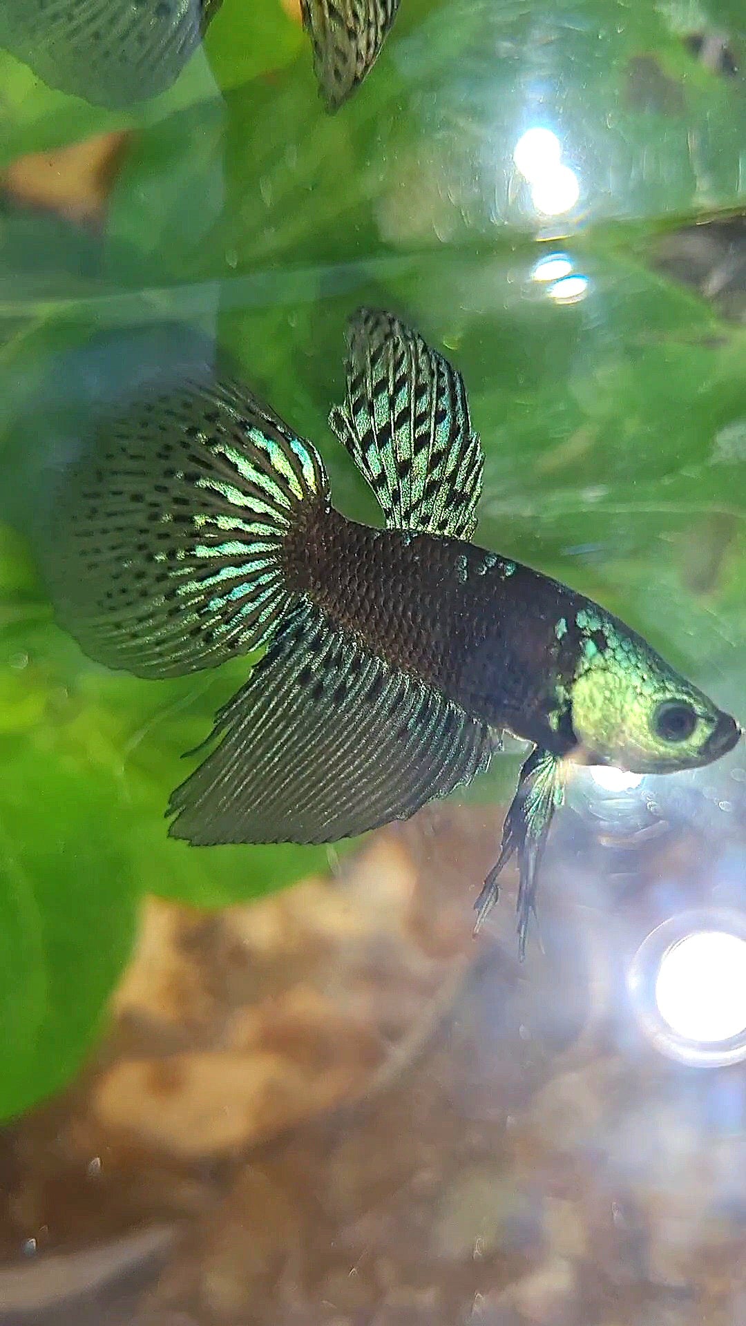 LONGFIN ALIEN SAMURAI BLUE GREEN HYBRID WILD BETTA FISH