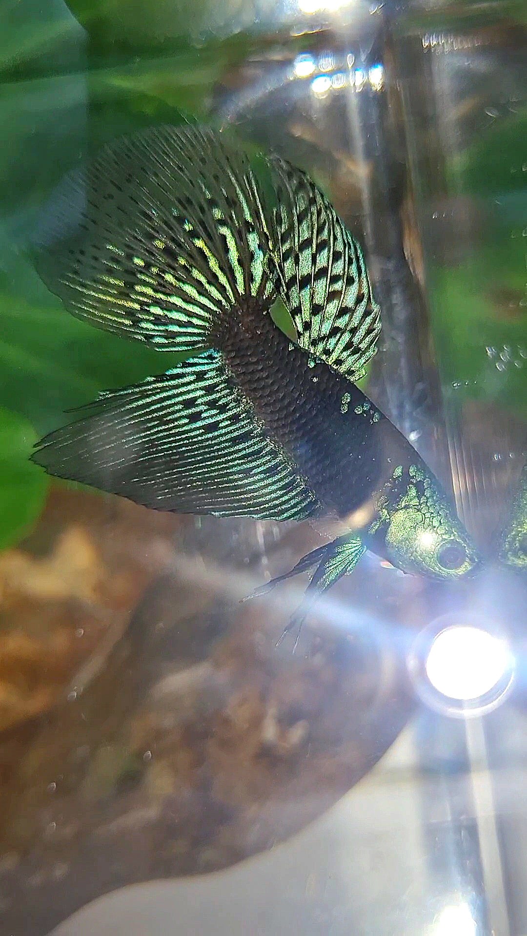LONGFIN ALIEN SAMURAI BLUE GREEN HYBRID WILD BETTA FISH