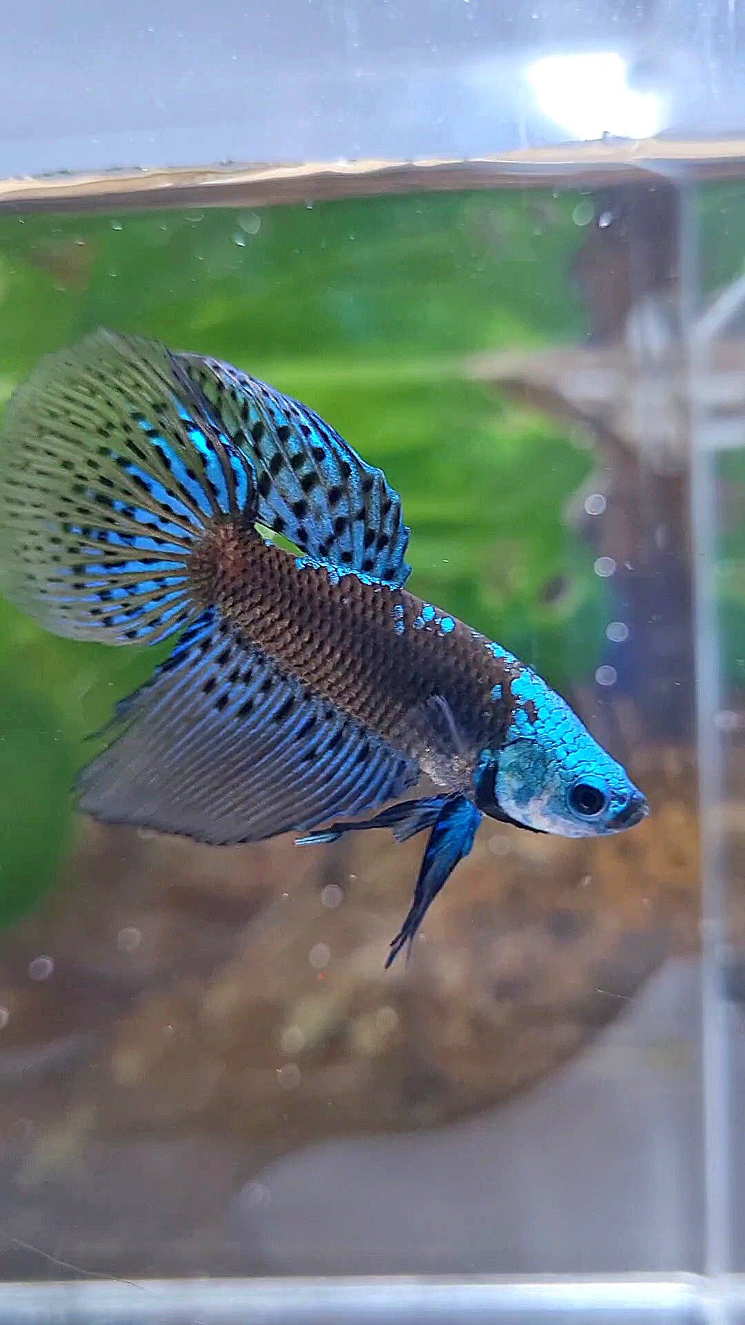 LONGFIN ALIEN SAMURAI BLUE GREEN HYBRID WILD BETTA FISH