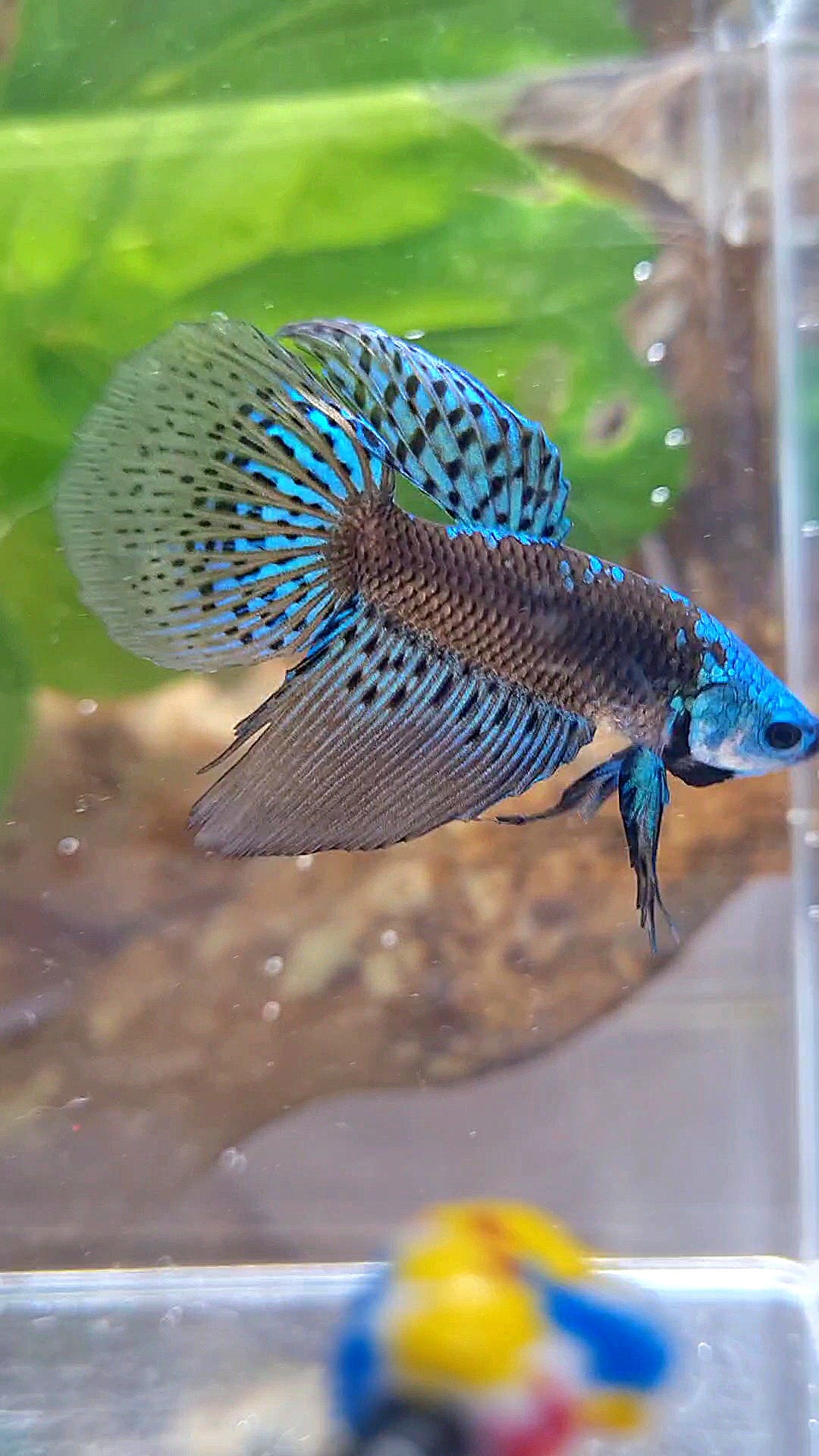 LONGFIN ALIEN SAMURAI BLUE GREEN HYBRID WILD BETTA FISH