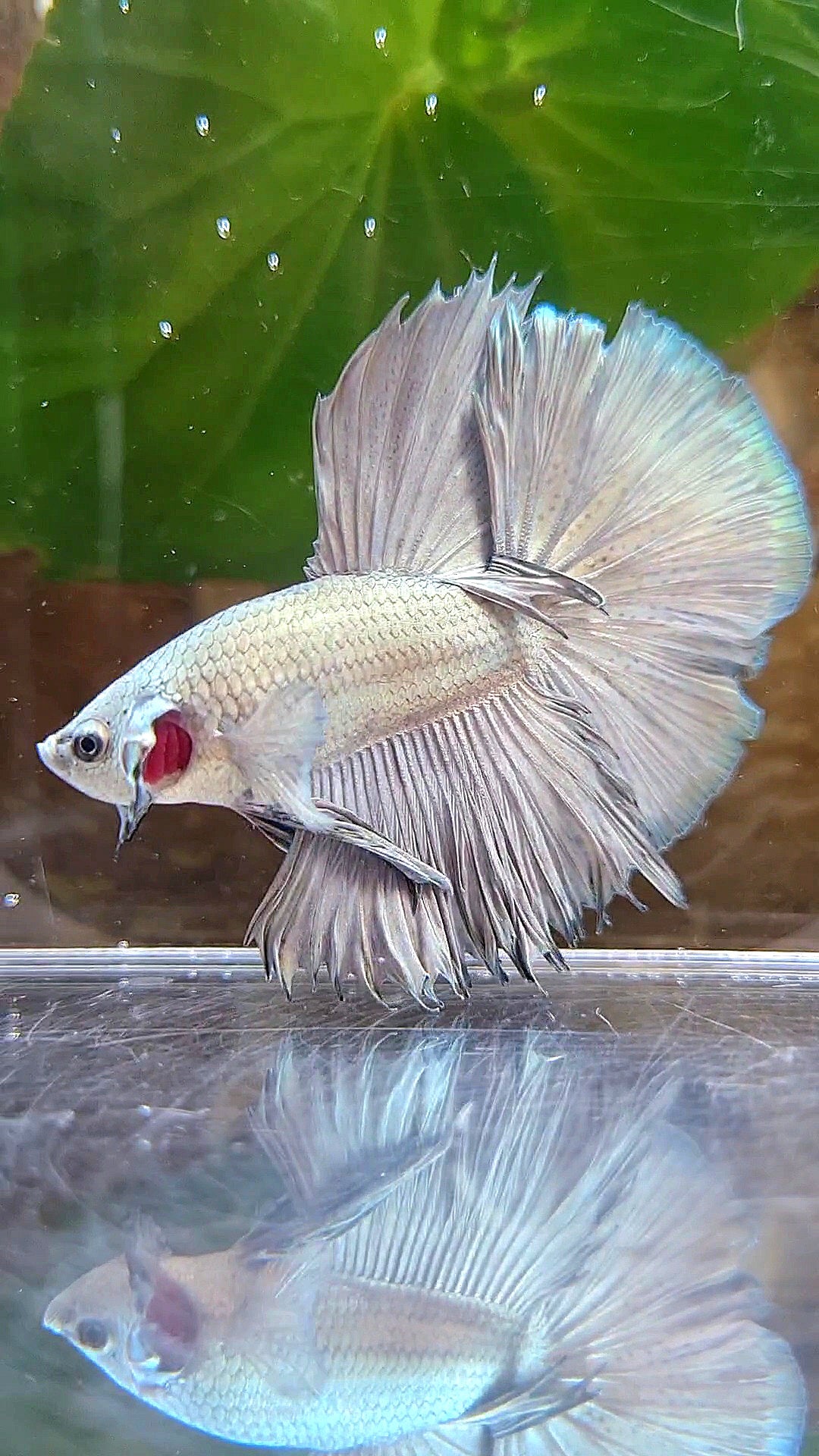 HALFMOON ROSETAIL SUPER COPPER BETTA FISH