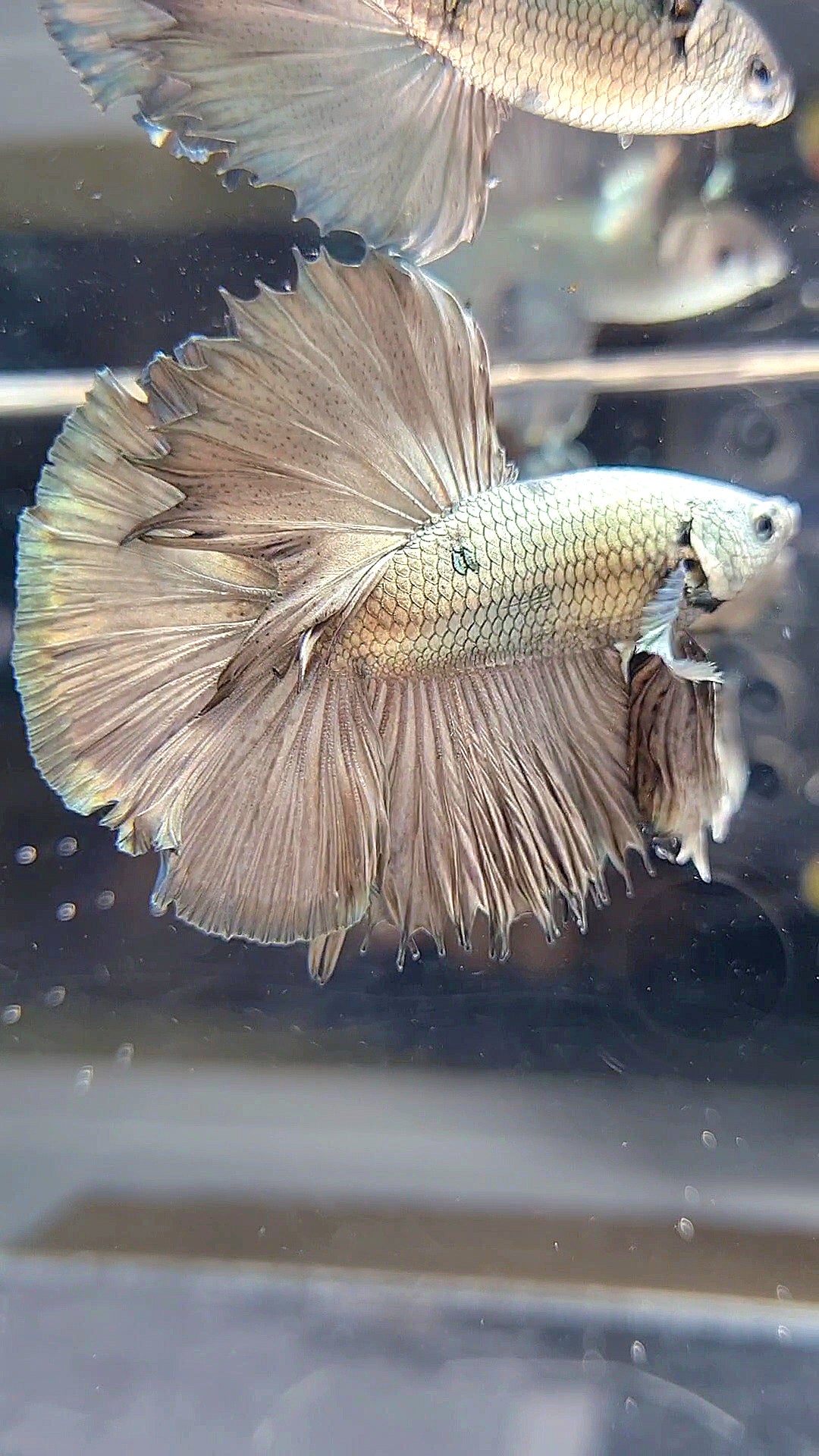 HALFMOON ROSETAIL SUPER COPPER BETTA FISH