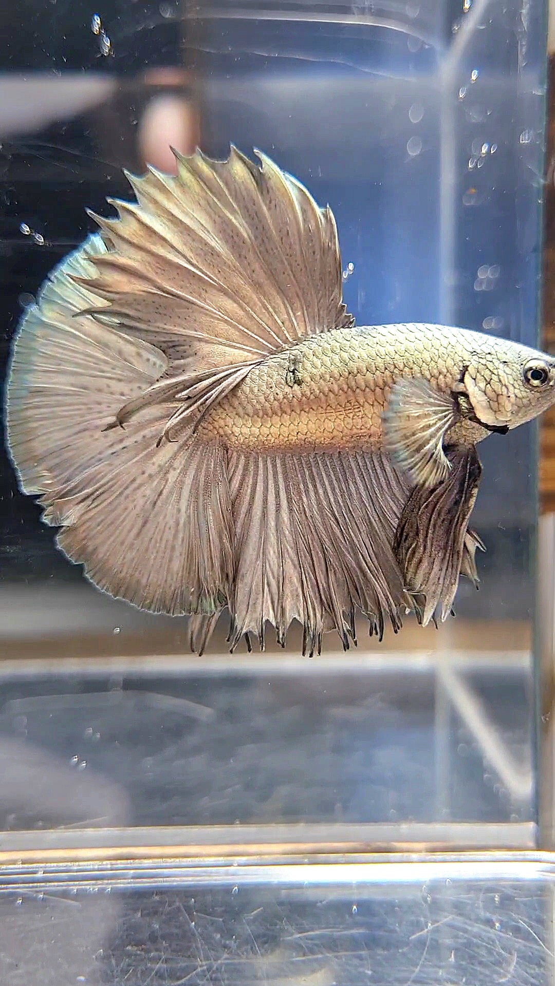 HALFMOON ROSETAIL SUPER COPPER BETTA FISH