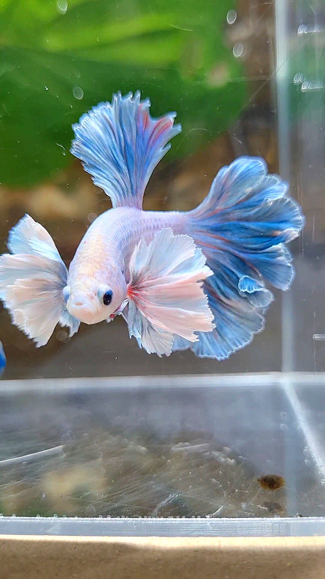 HALFMOON FEATHER TAIL DUMBO EAR BLUE GRIZZLE BETTA FISH