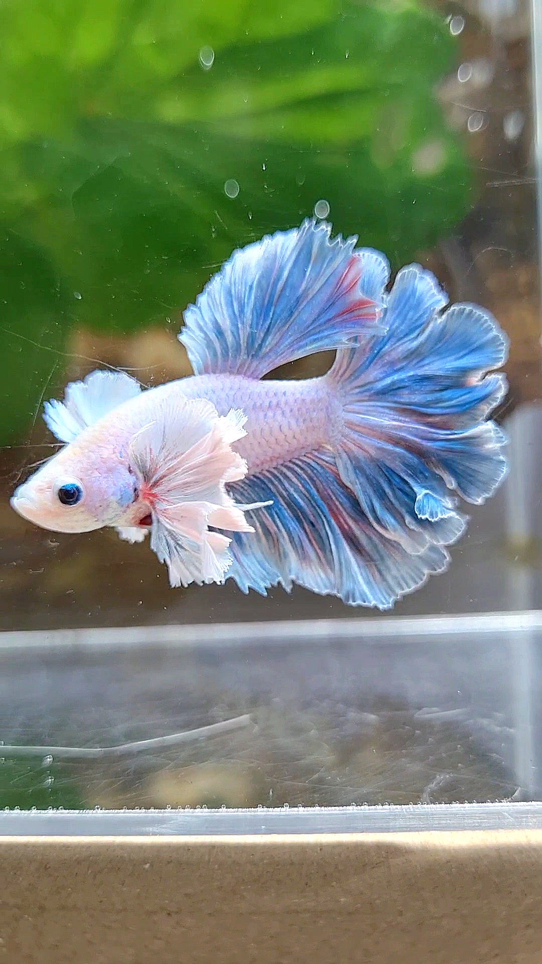 HALFMOON FEATHER TAIL DUMBO EAR BLUE GRIZZLE BETTA FISH