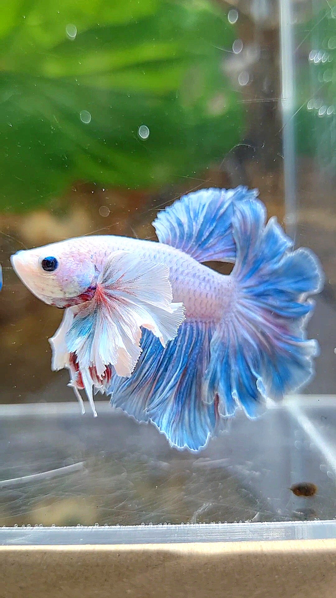 HALFMOON FEATHER TAIL DUMBO EAR BLUE GRIZZLE BETTA FISH