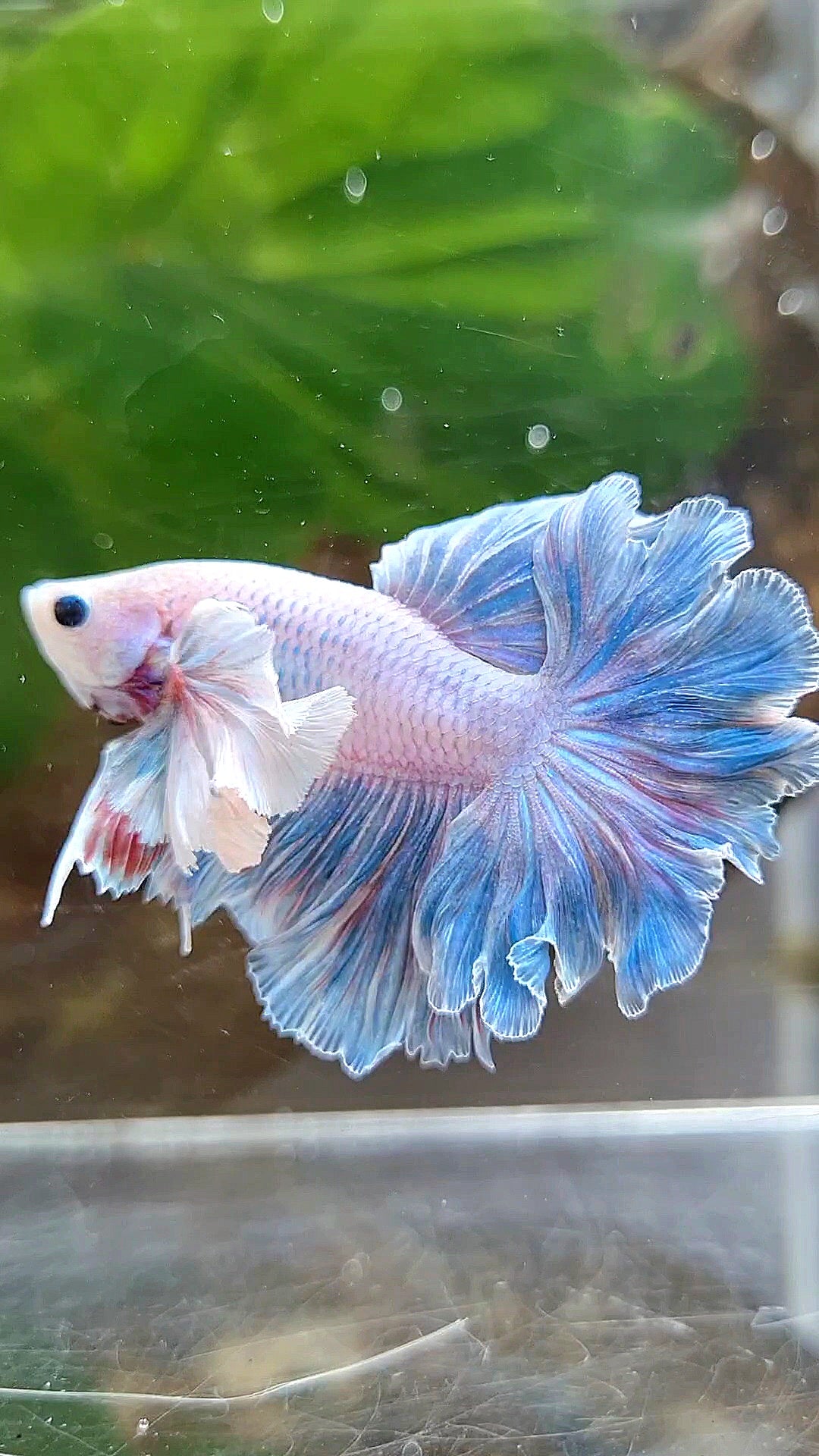 HALFMOON FEATHER TAIL DUMBO EAR BLUE GRIZZLE BETTA FISH