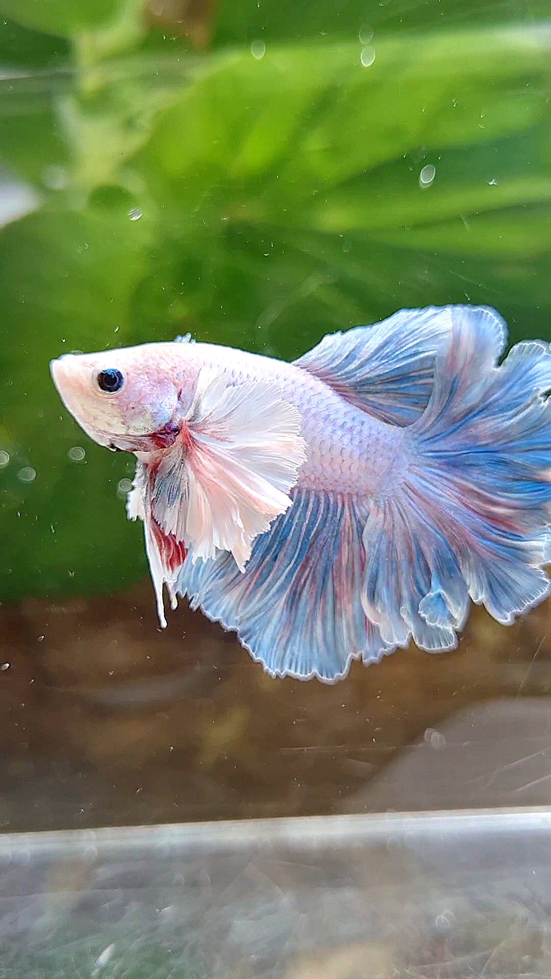 HALFMOON FEATHER TAIL DUMBO EAR BLUE GRIZZLE BETTA FISH