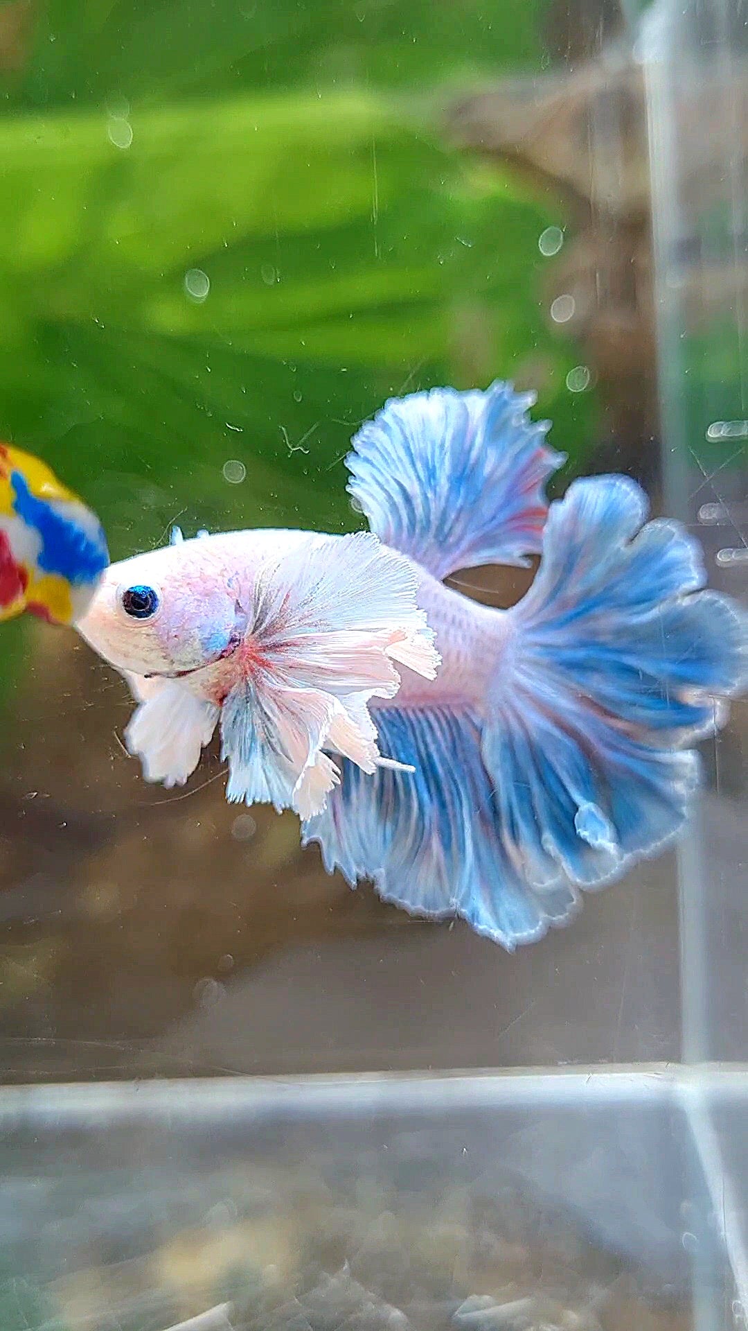 HALFMOON FEATHER TAIL DUMBO EAR BLUE GRIZZLE BETTA FISH