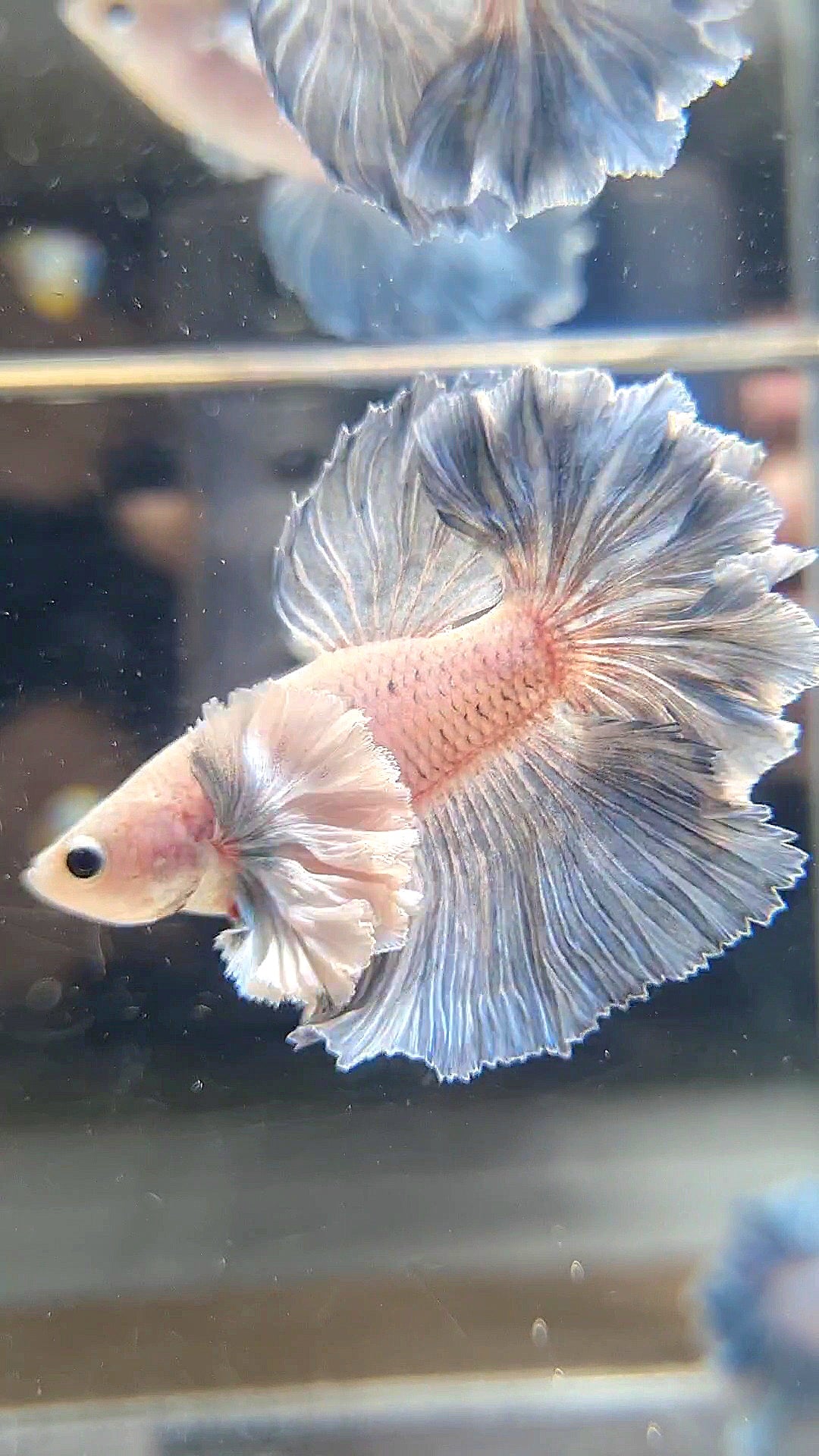 HALFMOON SUPER DUMBO EAR ROSETAIL BLUE GRIZZLE BETTA FISH